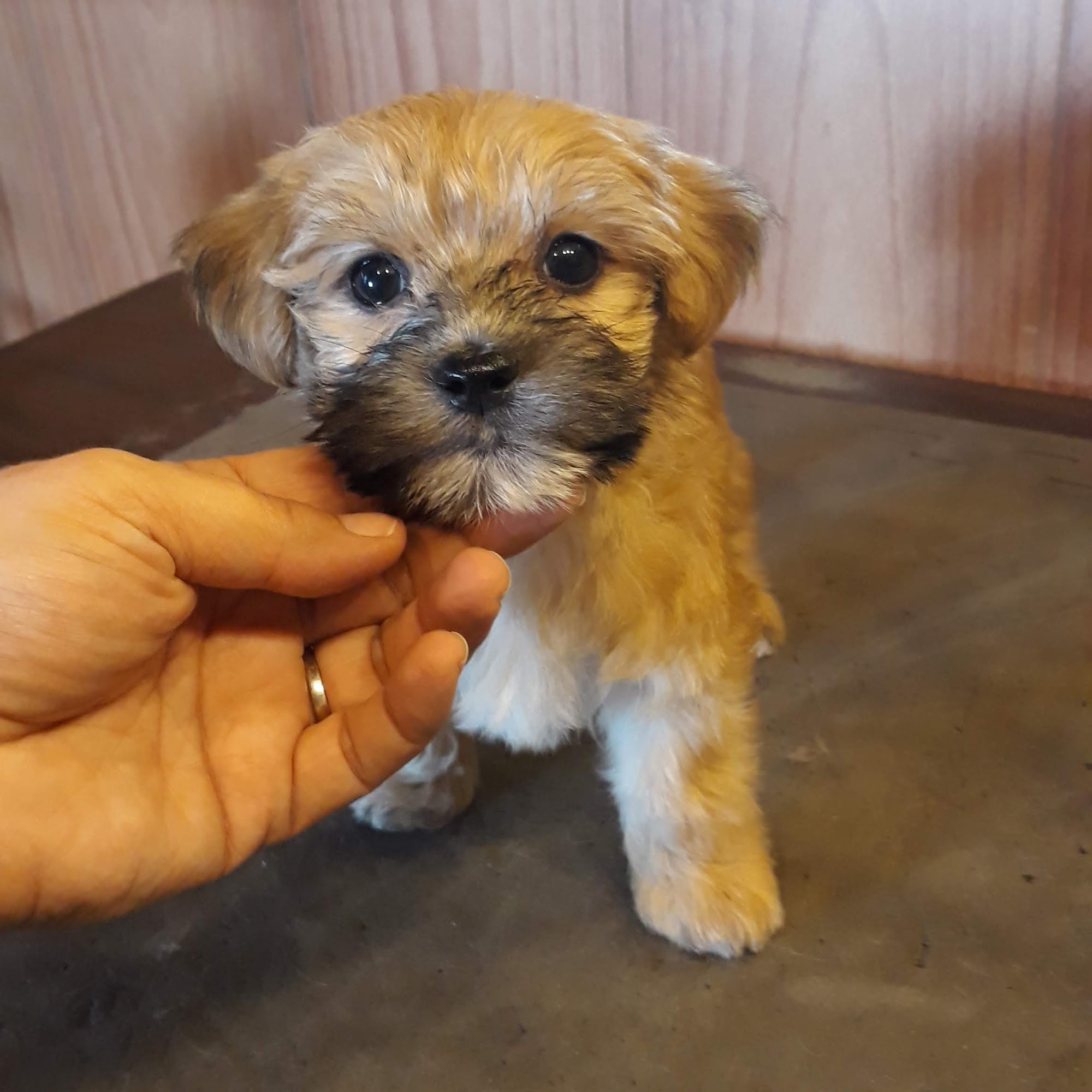 Piper's Pampered Pets Athens