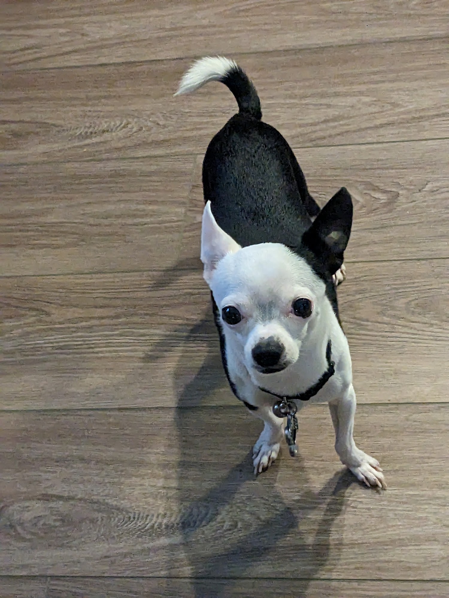 Lee Veterinary Clinic, PC Atmore