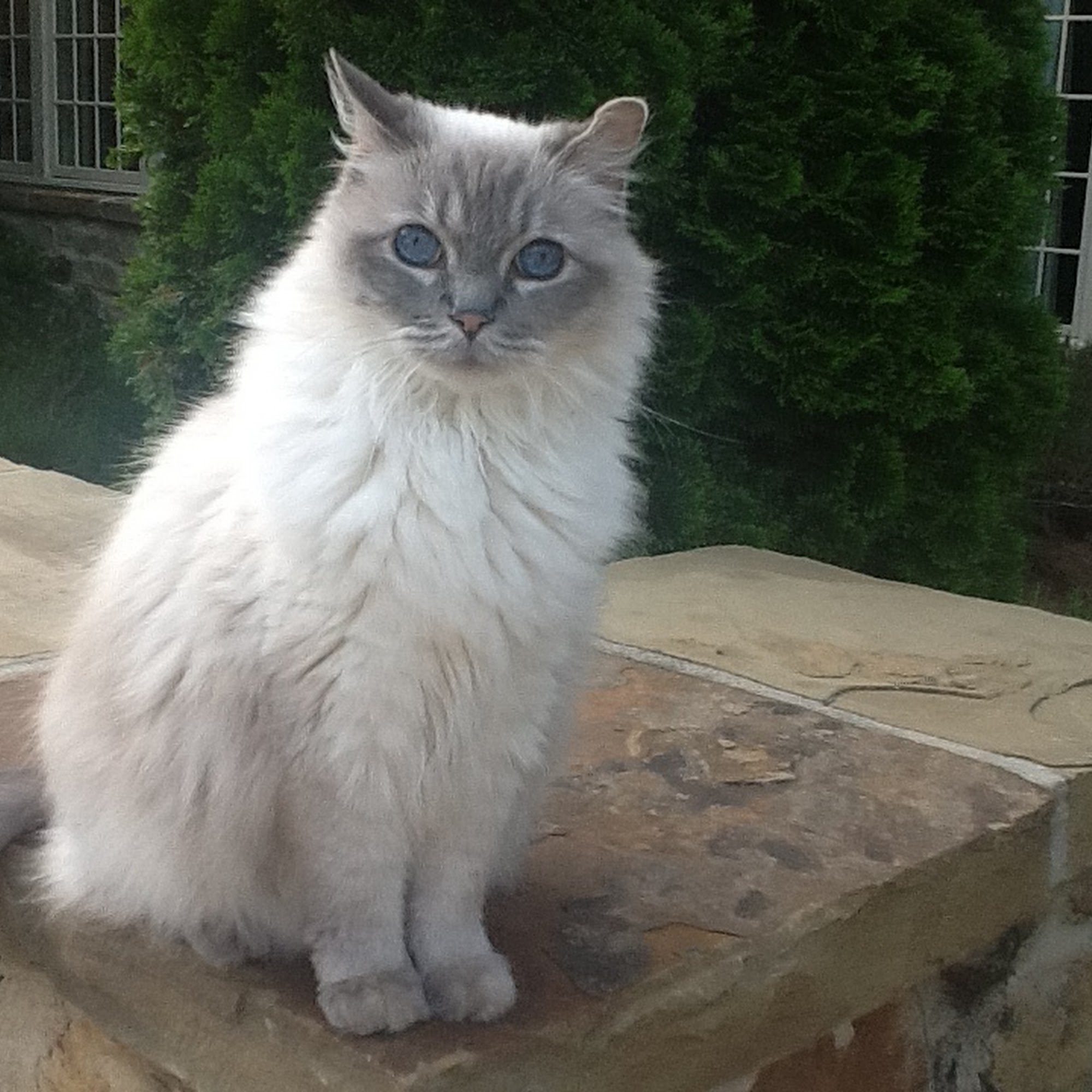 North Gay Street Veterinary Clinic Auburn