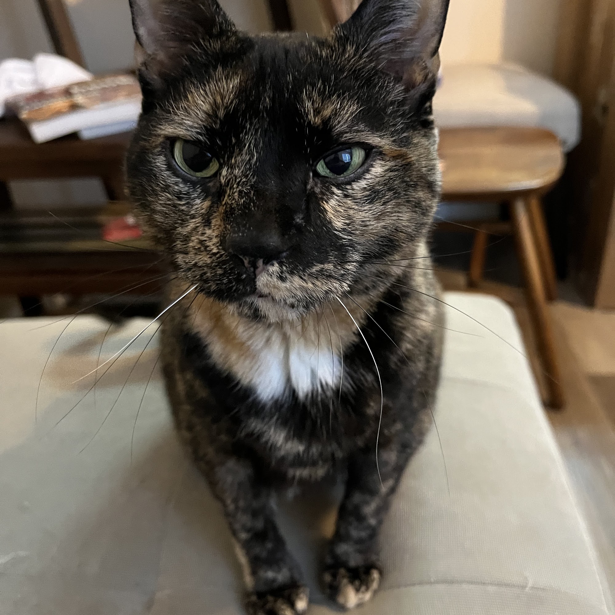 Auburn Veterinary Hospital Auburn