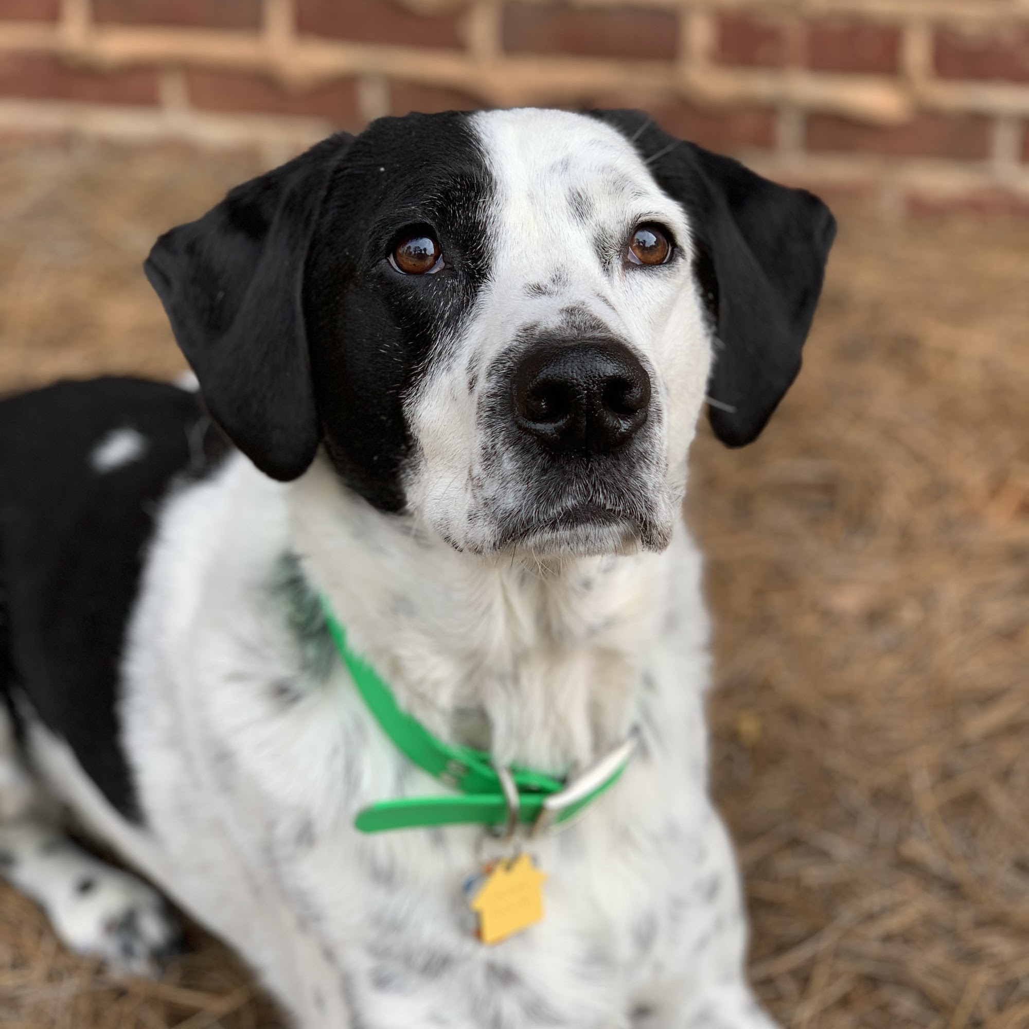 MAC Animal Clinic Auburn