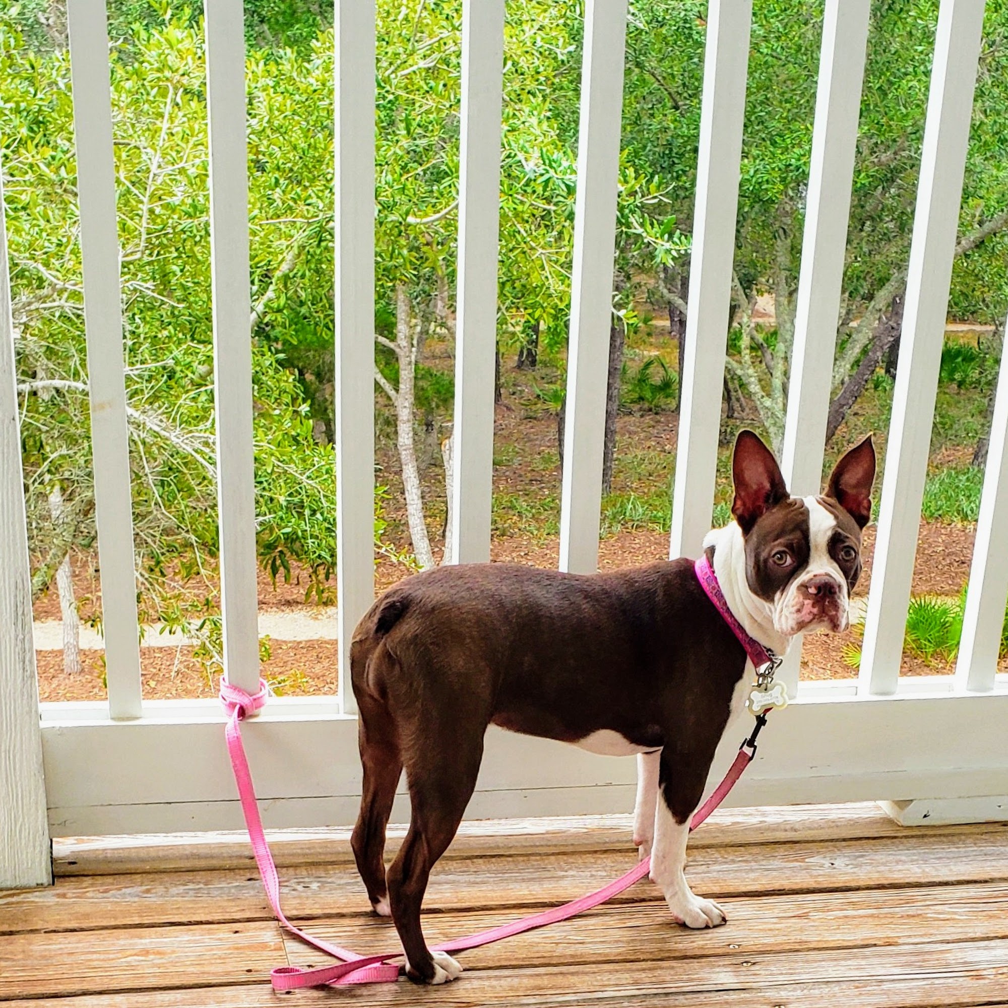 Village Veterinary Clinic: Kuykendall Dan DVM Auburn