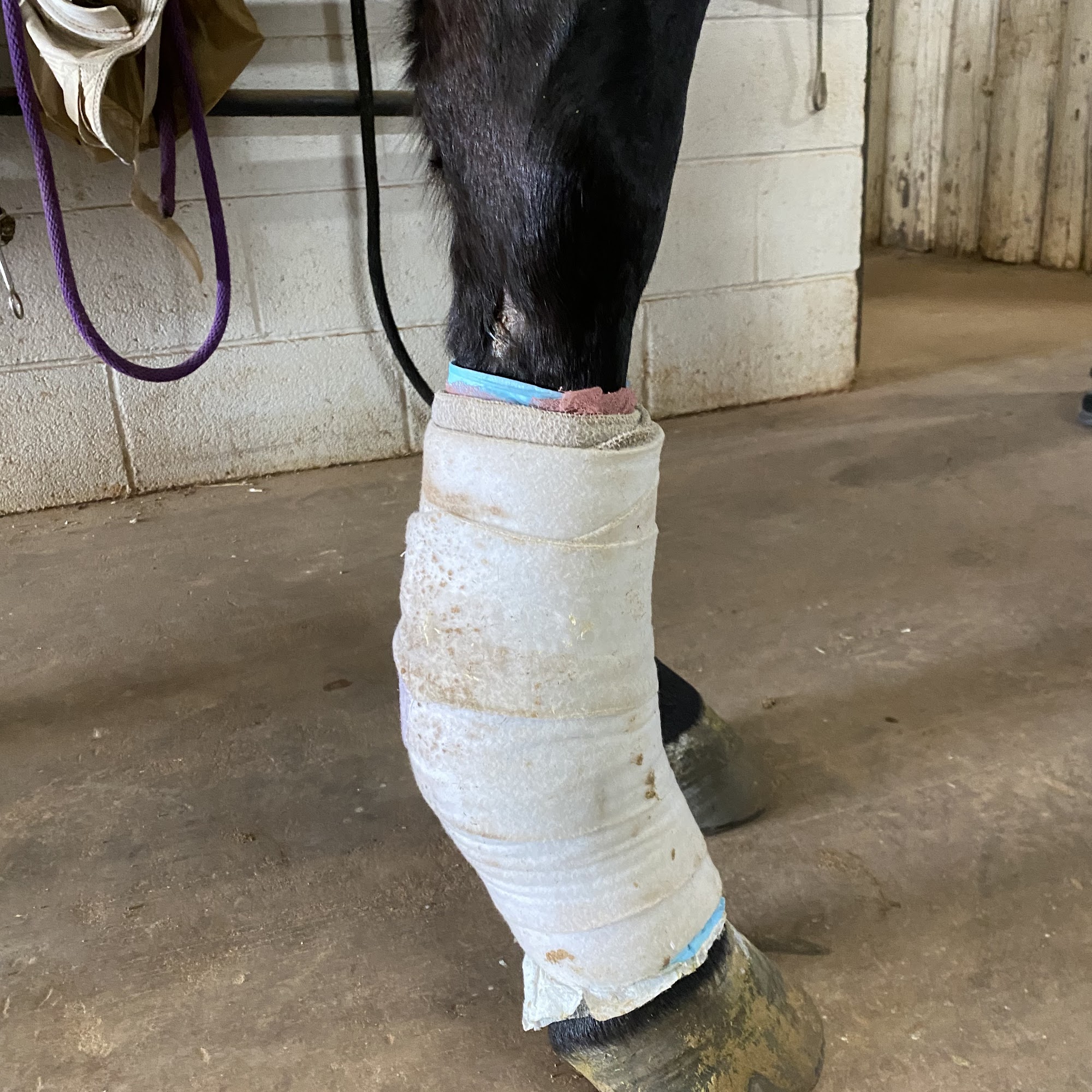 JT Vaughan Large Animal Teaching Hospital Auburn