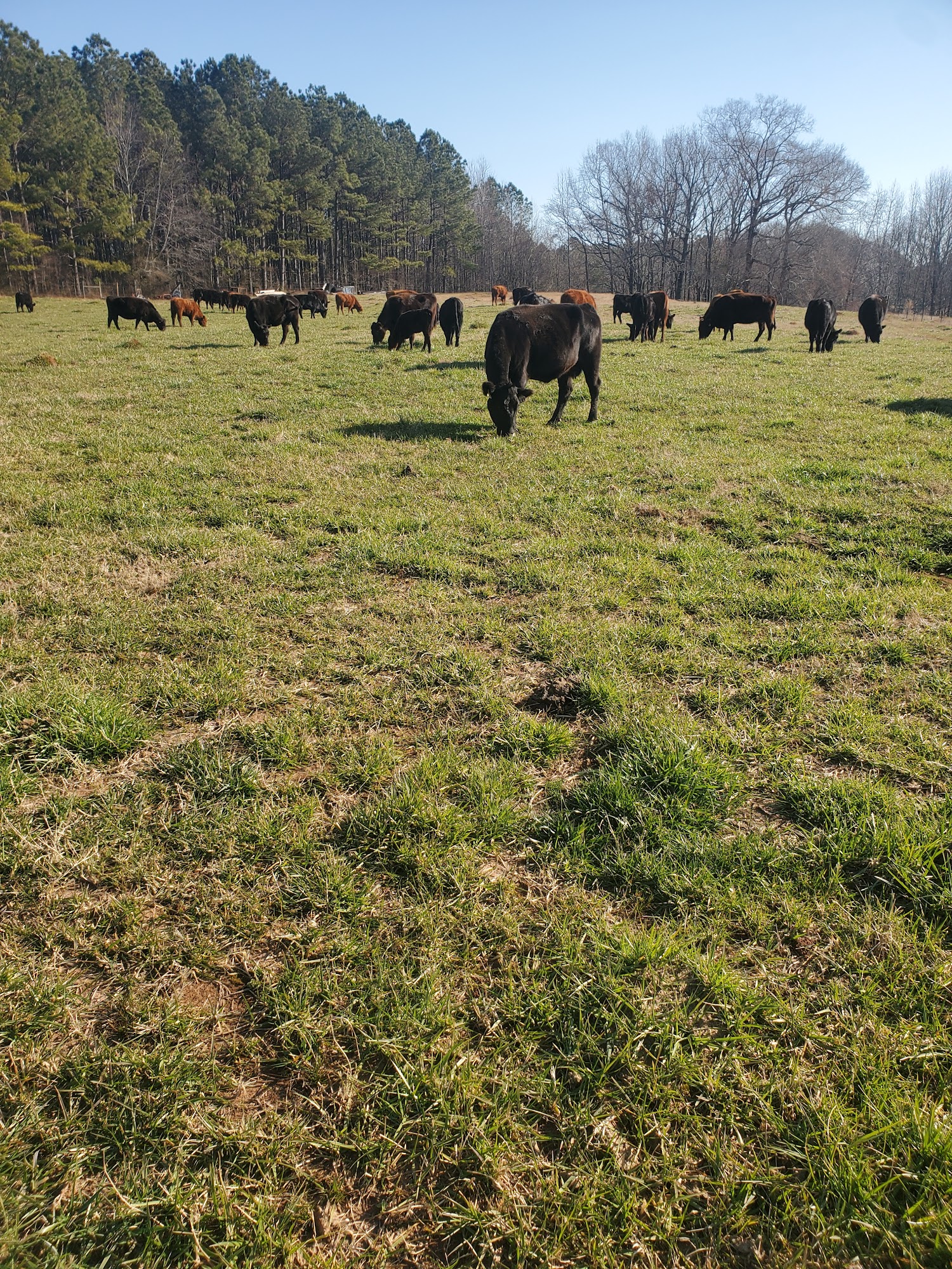 JT Vaughan Large Animal Teaching Hospital Auburn