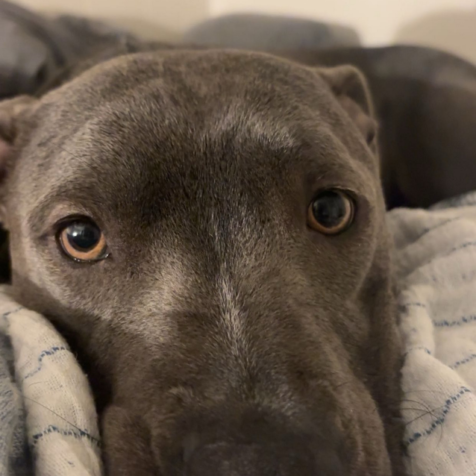 Moores Mill Animal Hospital Auburn