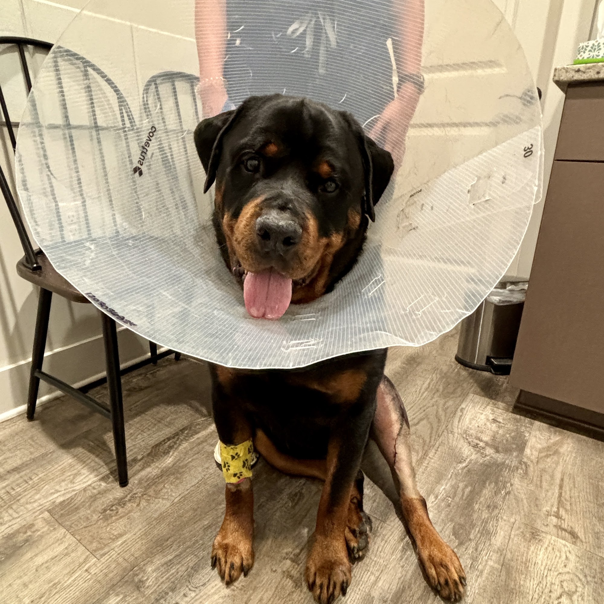 South College Veterinary Clinic Auburn