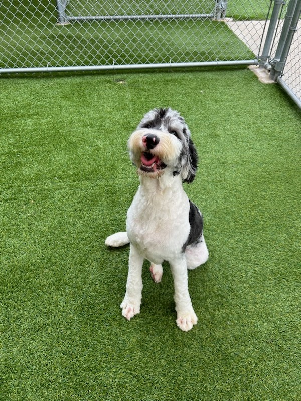 The Pawms Pet Resort Auburn Auburn