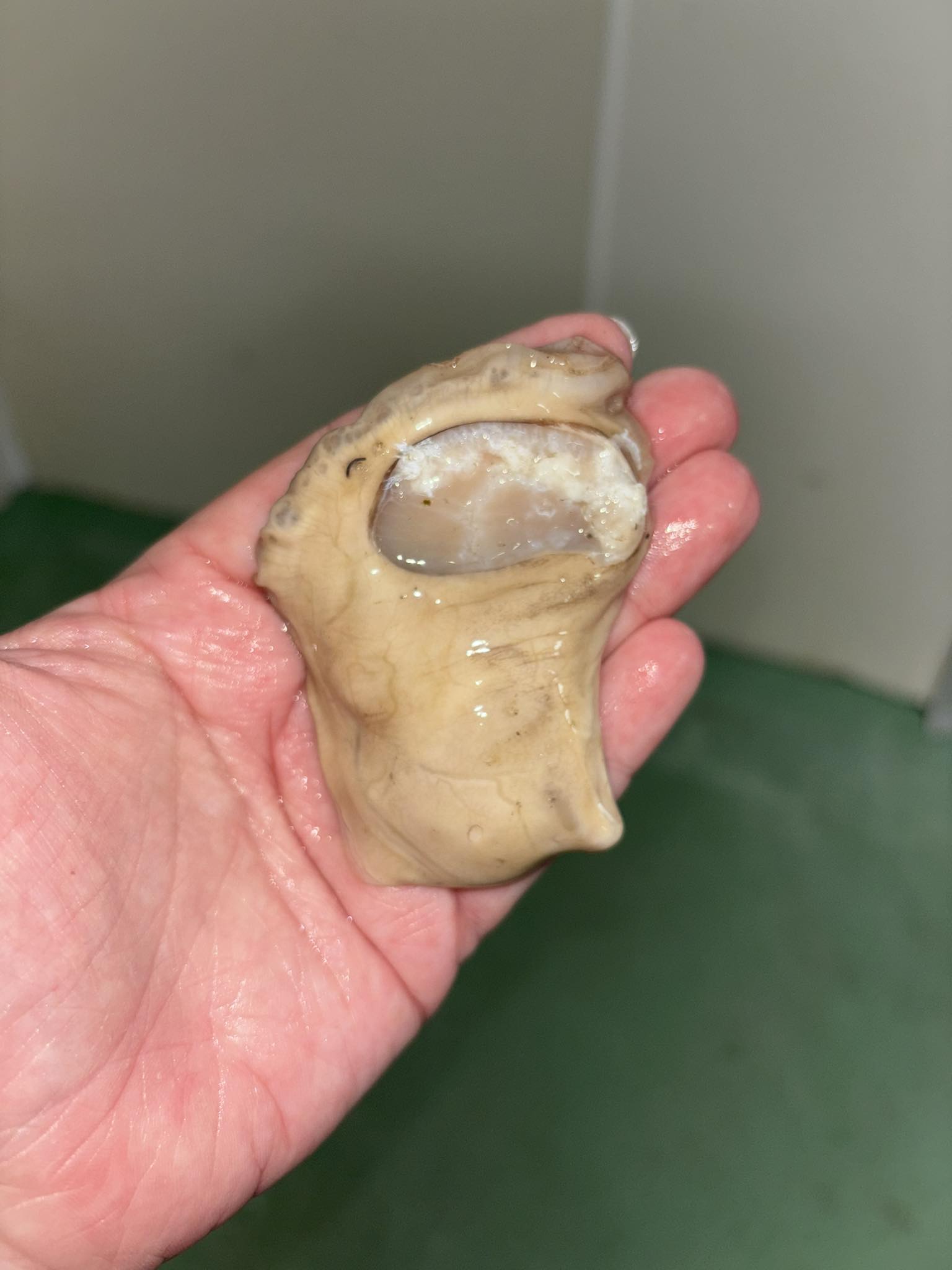 Wright Brand Oysters - Bayou