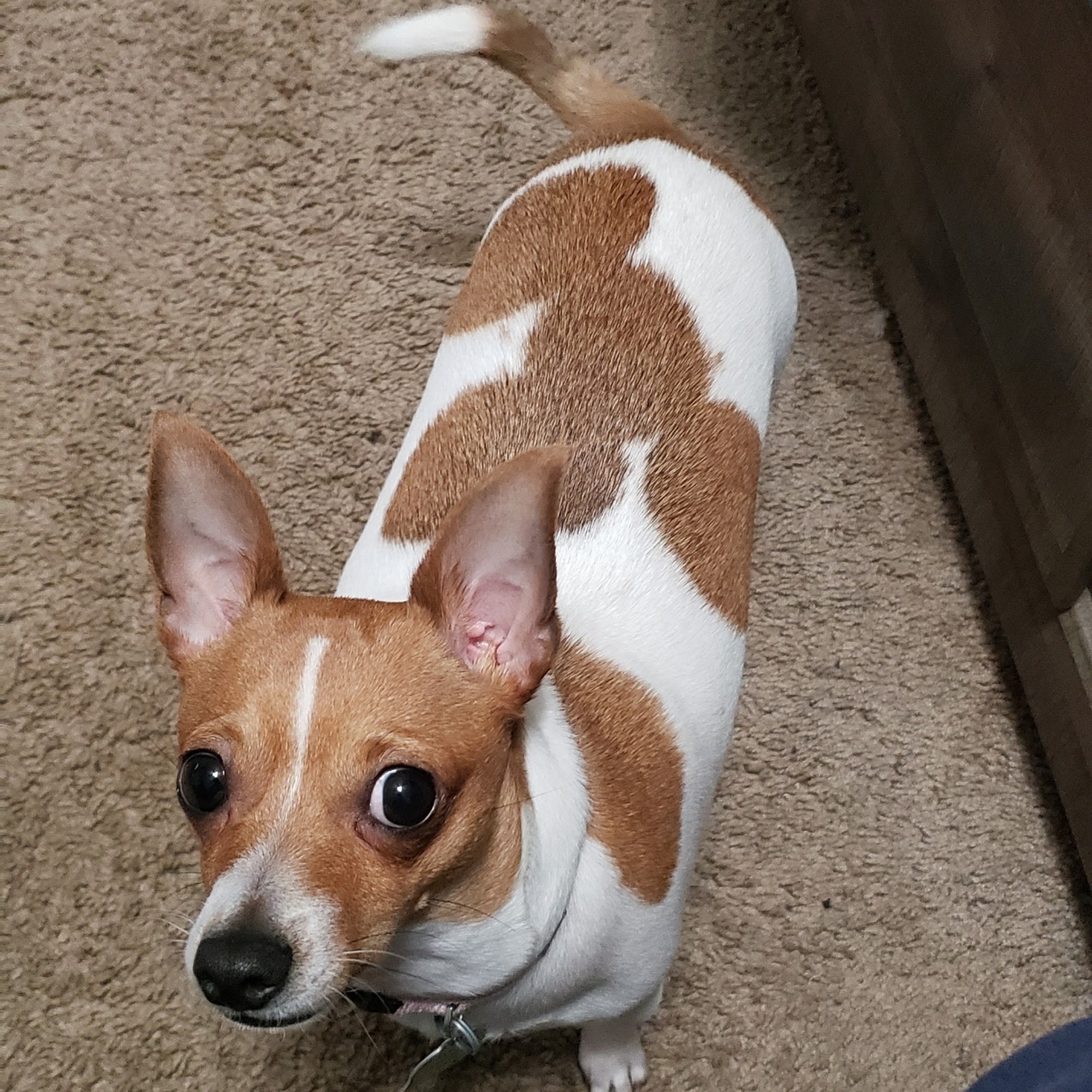 Langford David M DVM Bessemer