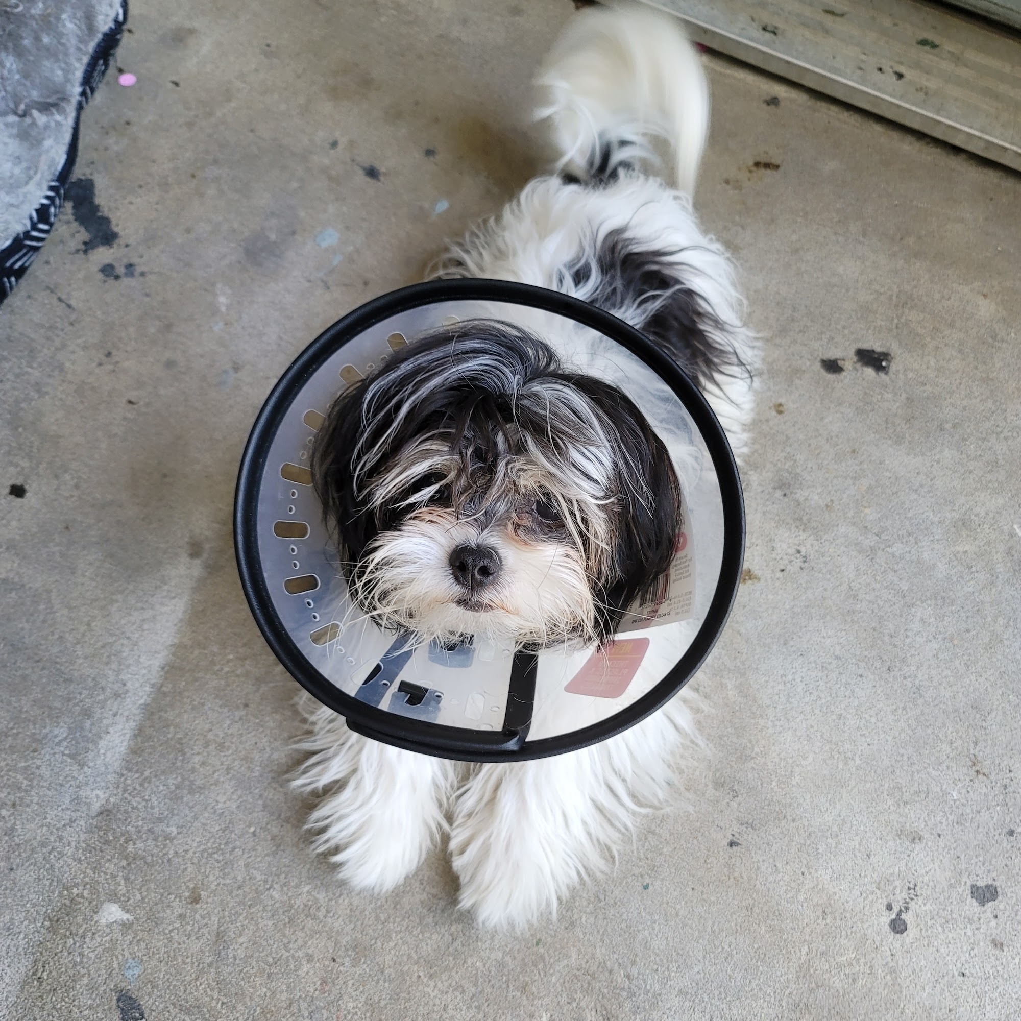 Bessemer Pet Clinic Bessemer