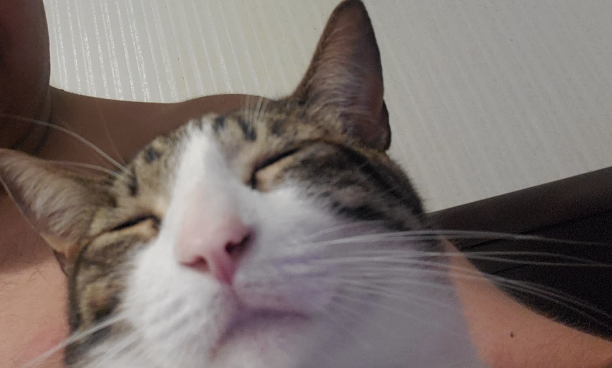 Hollywood Feed Birmingham