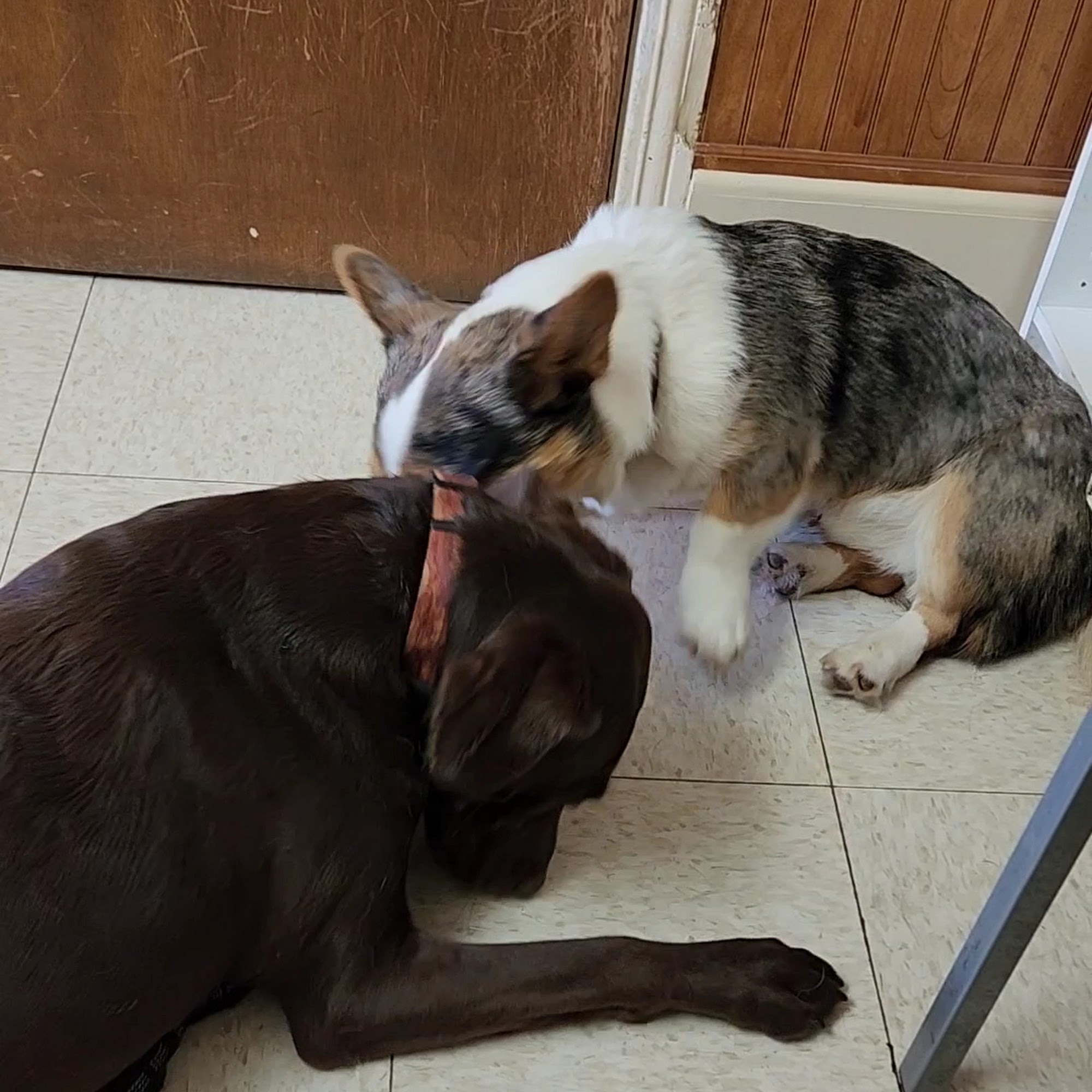 Alford Avenue Veterinary Hospital Birmingham