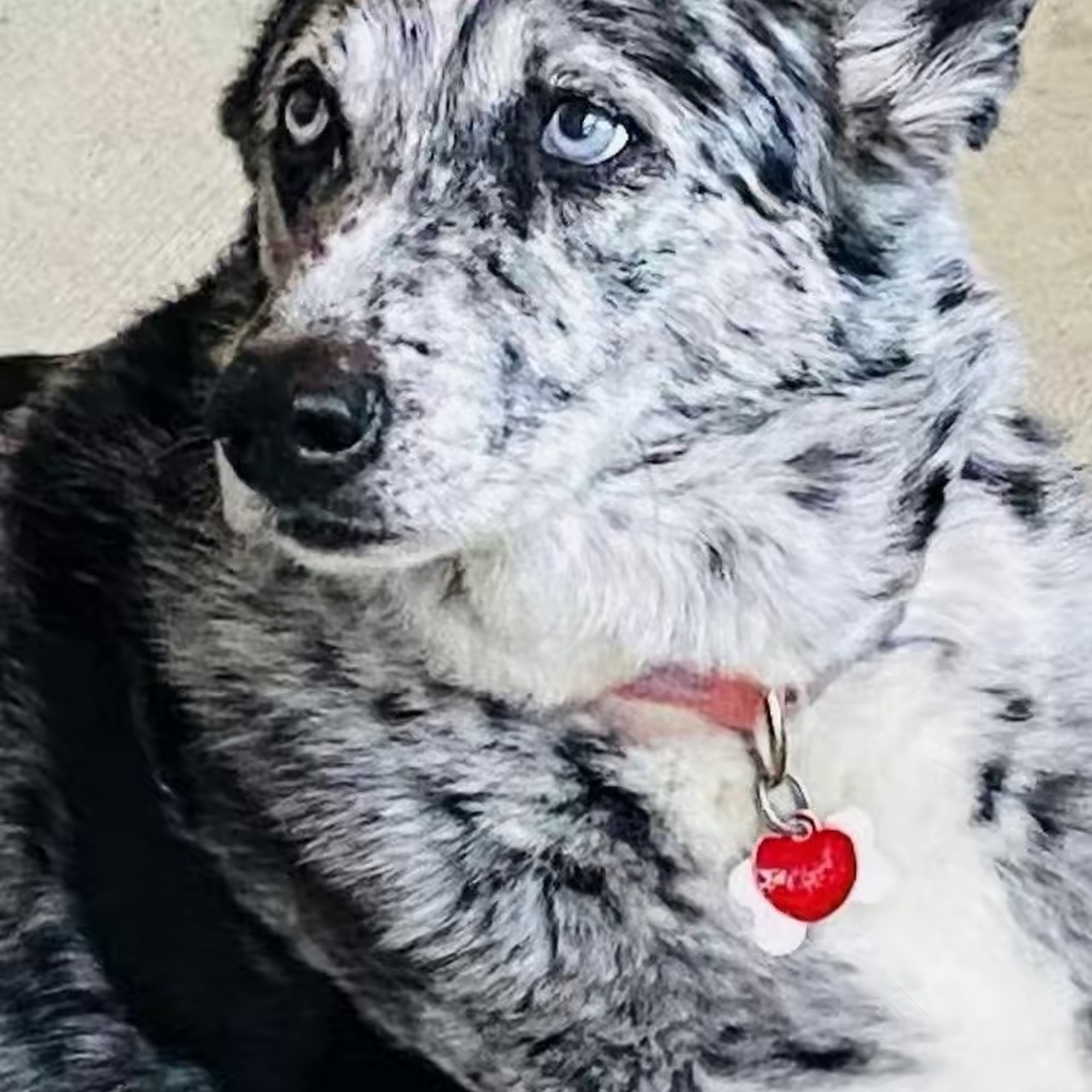 Cahaba Valley Animal Clinic Birmingham