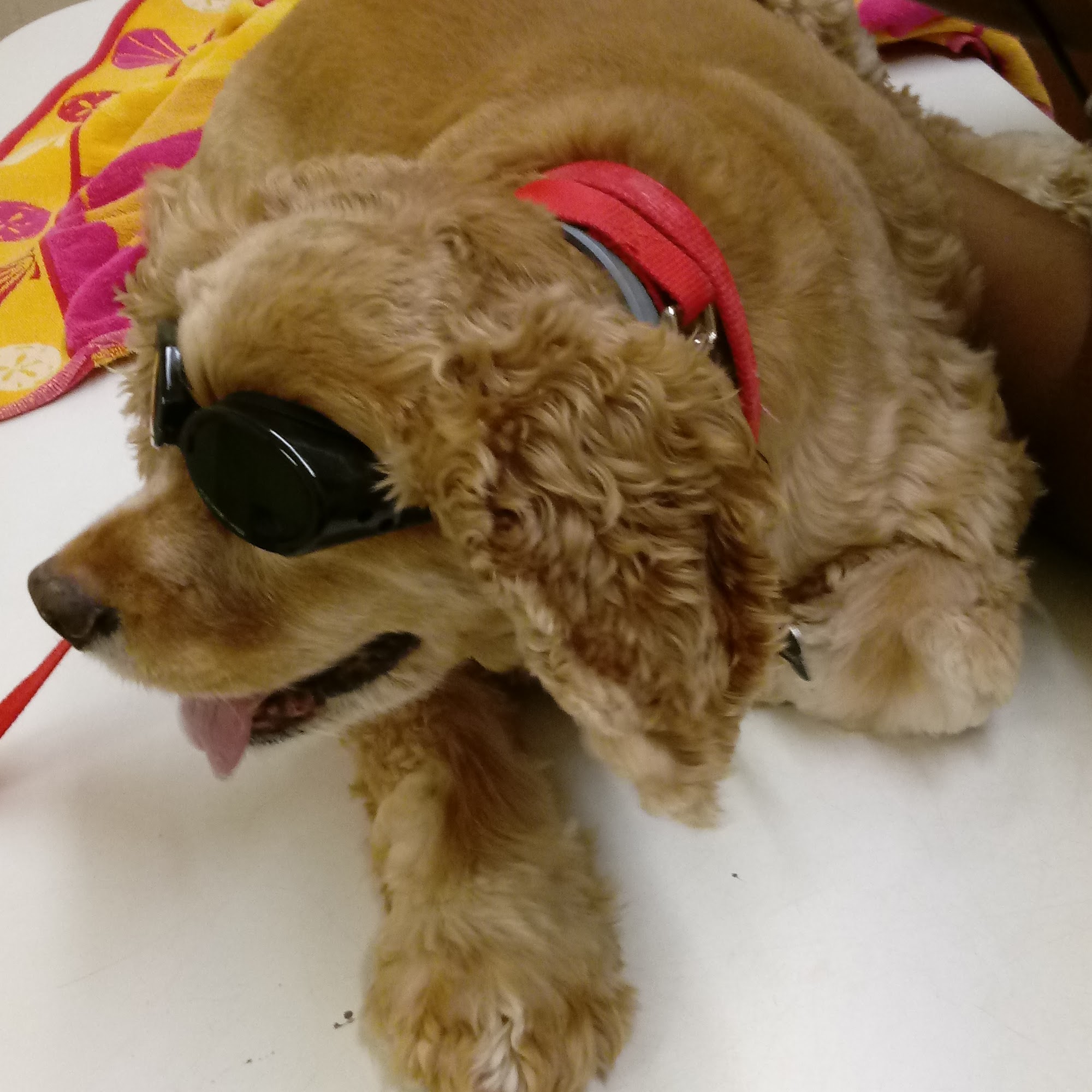 Oporto Animal Clinic Birmingham