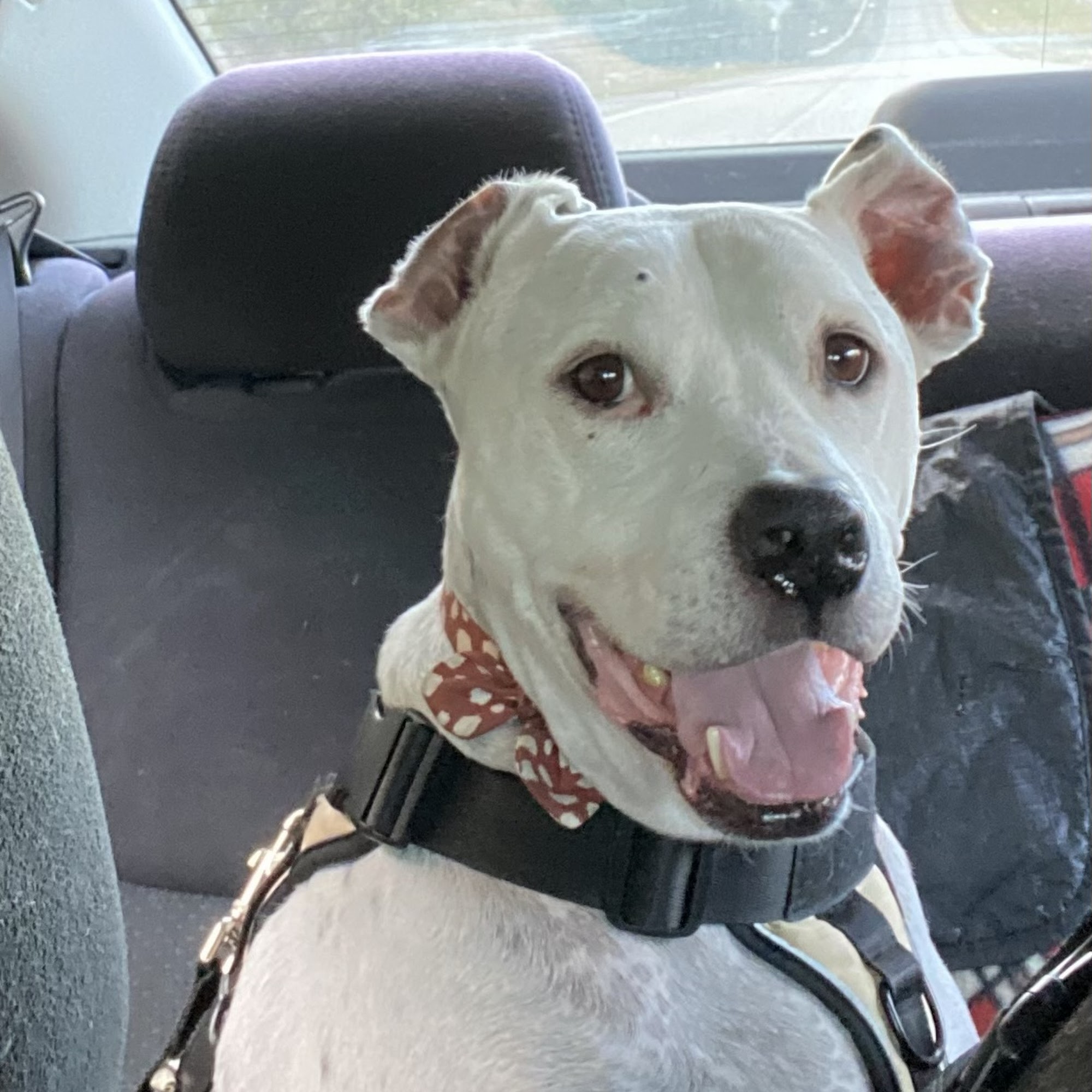 Westwood Animal Hospital Birmingham