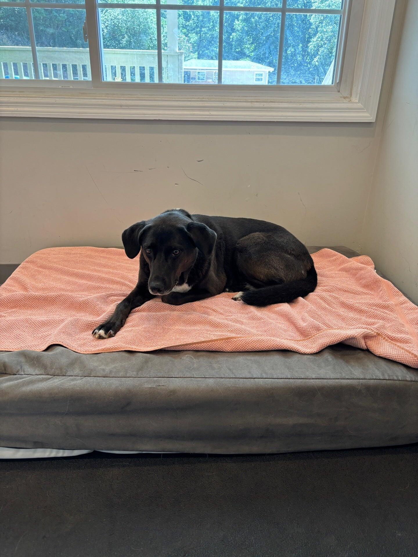 Well Being Medicine for Animals Birmingham