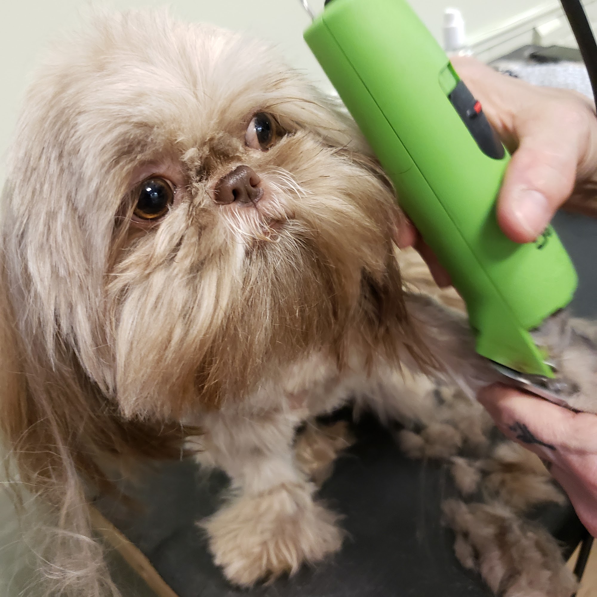 A Pet's Day Out Birmingham