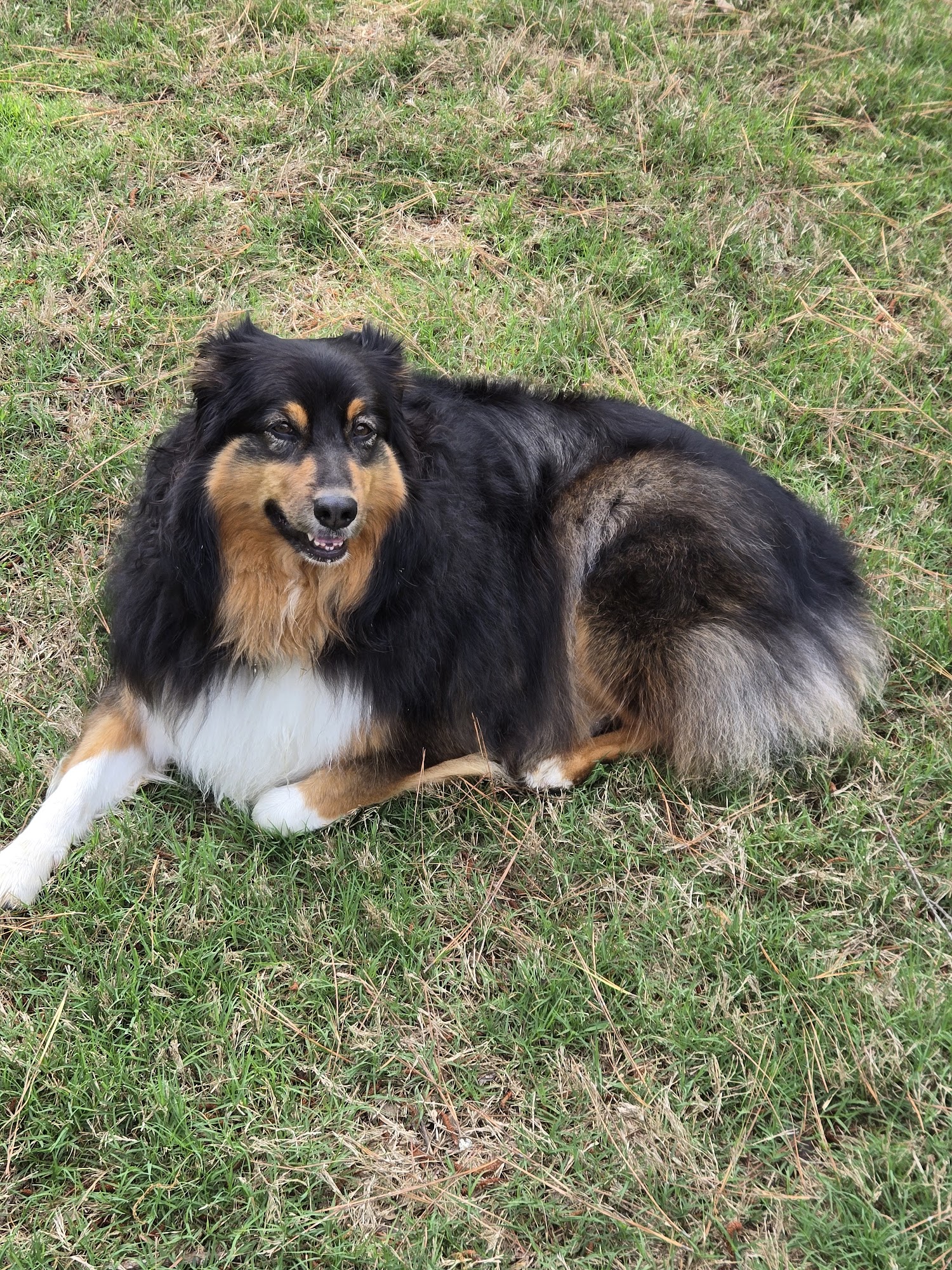 Pet Paradise Birmingham Birmingham