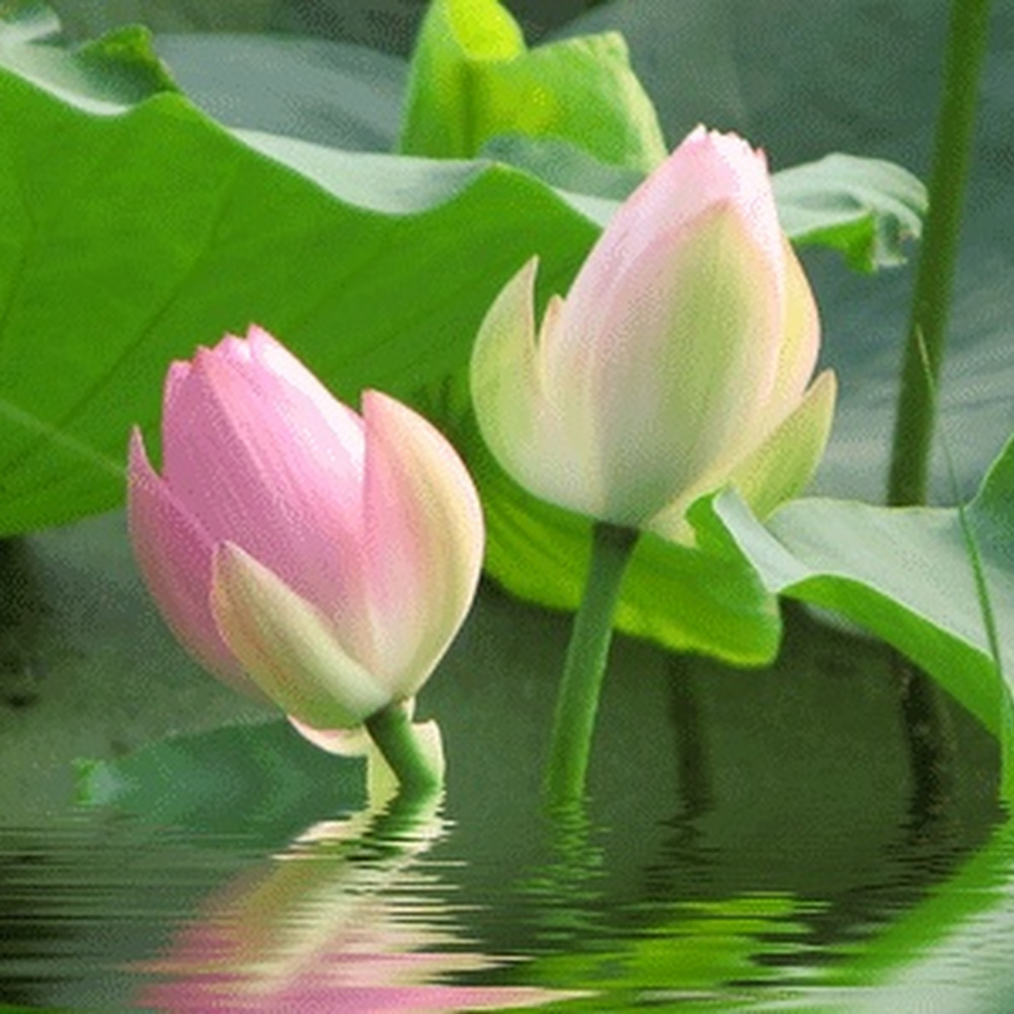 Angel Spa Lic# E-2351