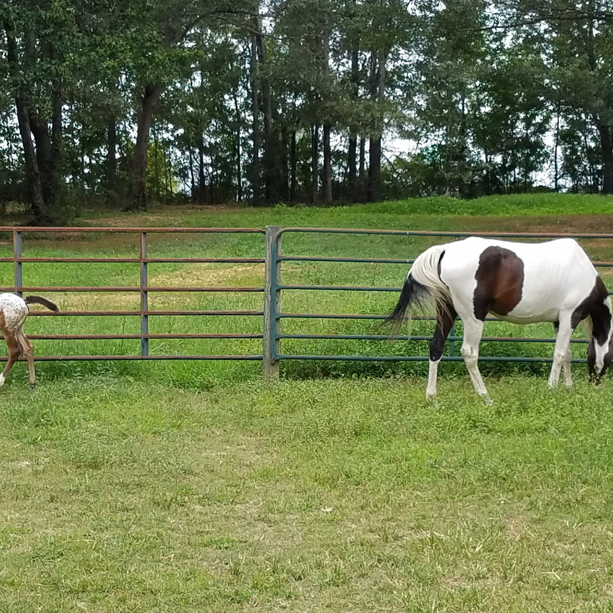 Sand Mountain Small Animal Equine Hospital Boaz