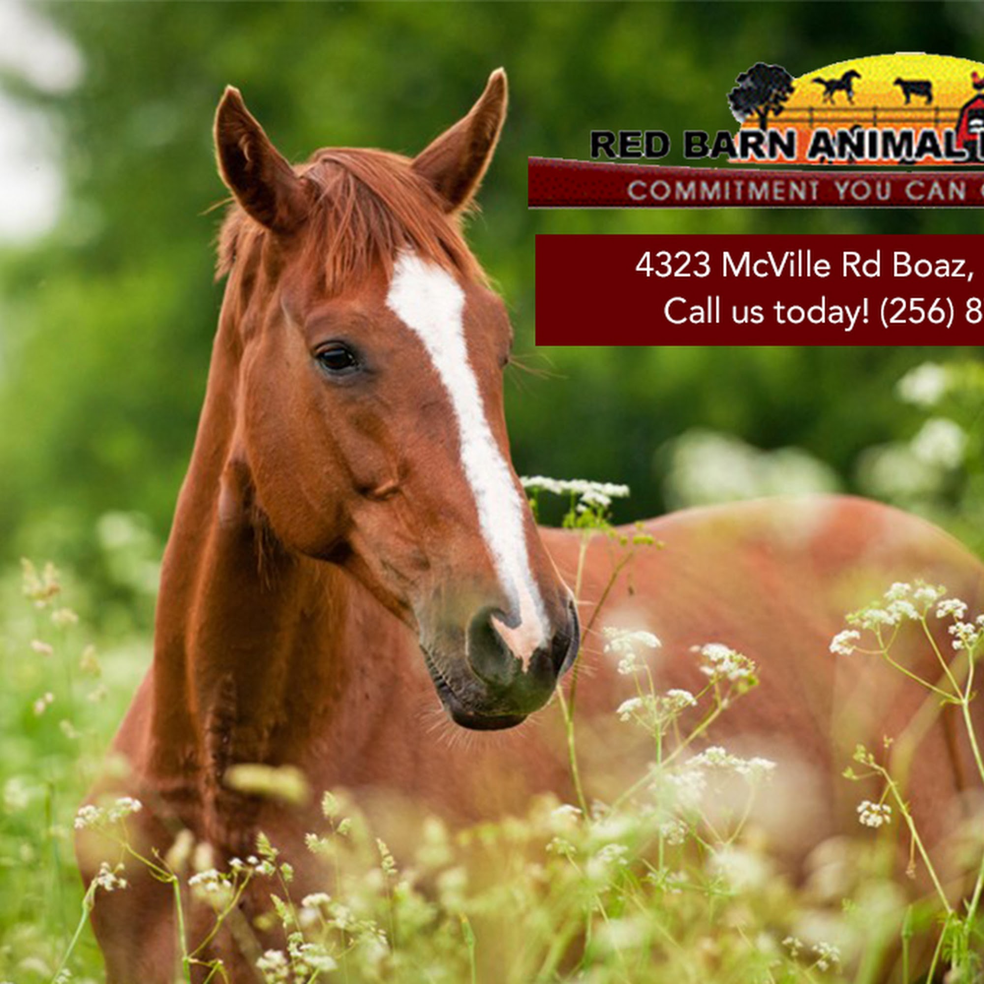 Red Barn Animal Hospital Boaz