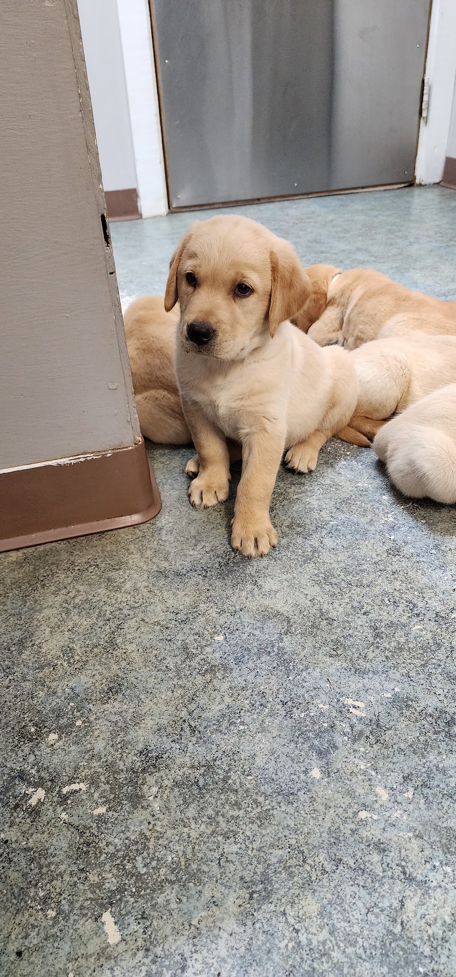 Animal Medical Service Brewton