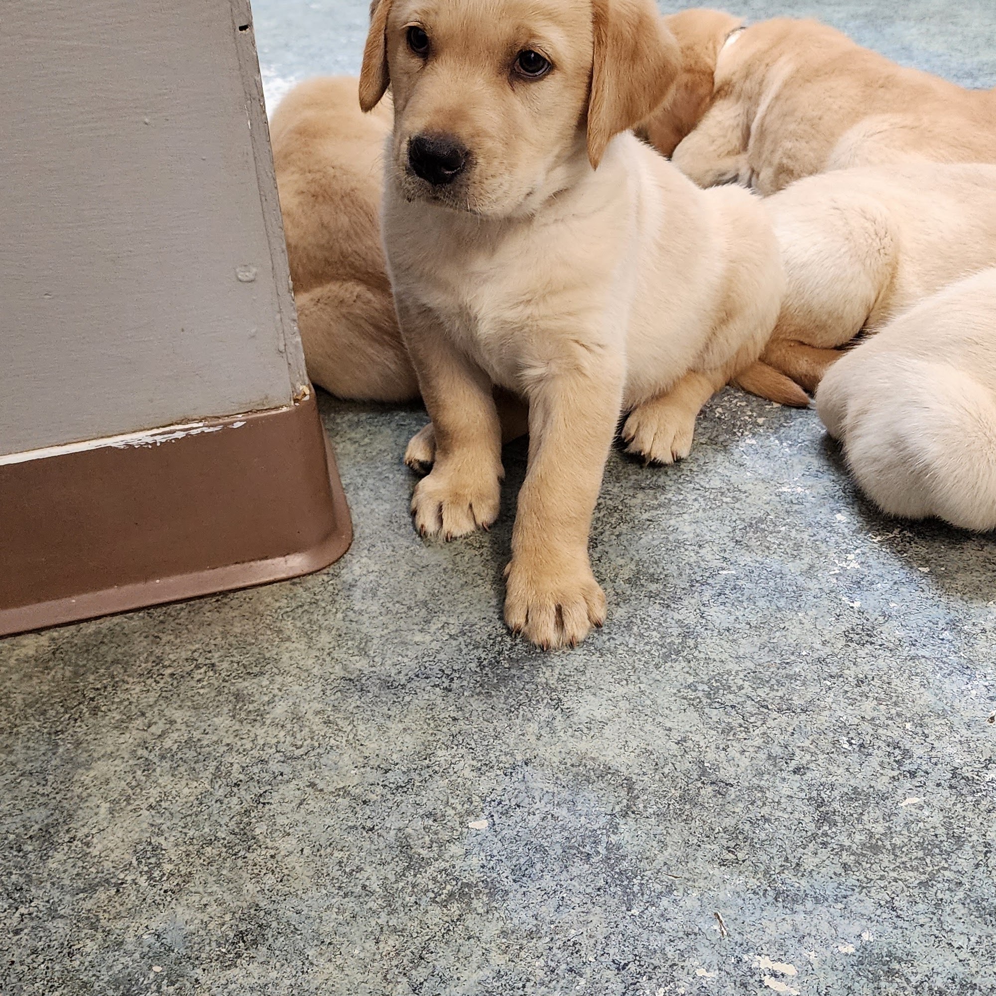 Animal Medical Service Brewton