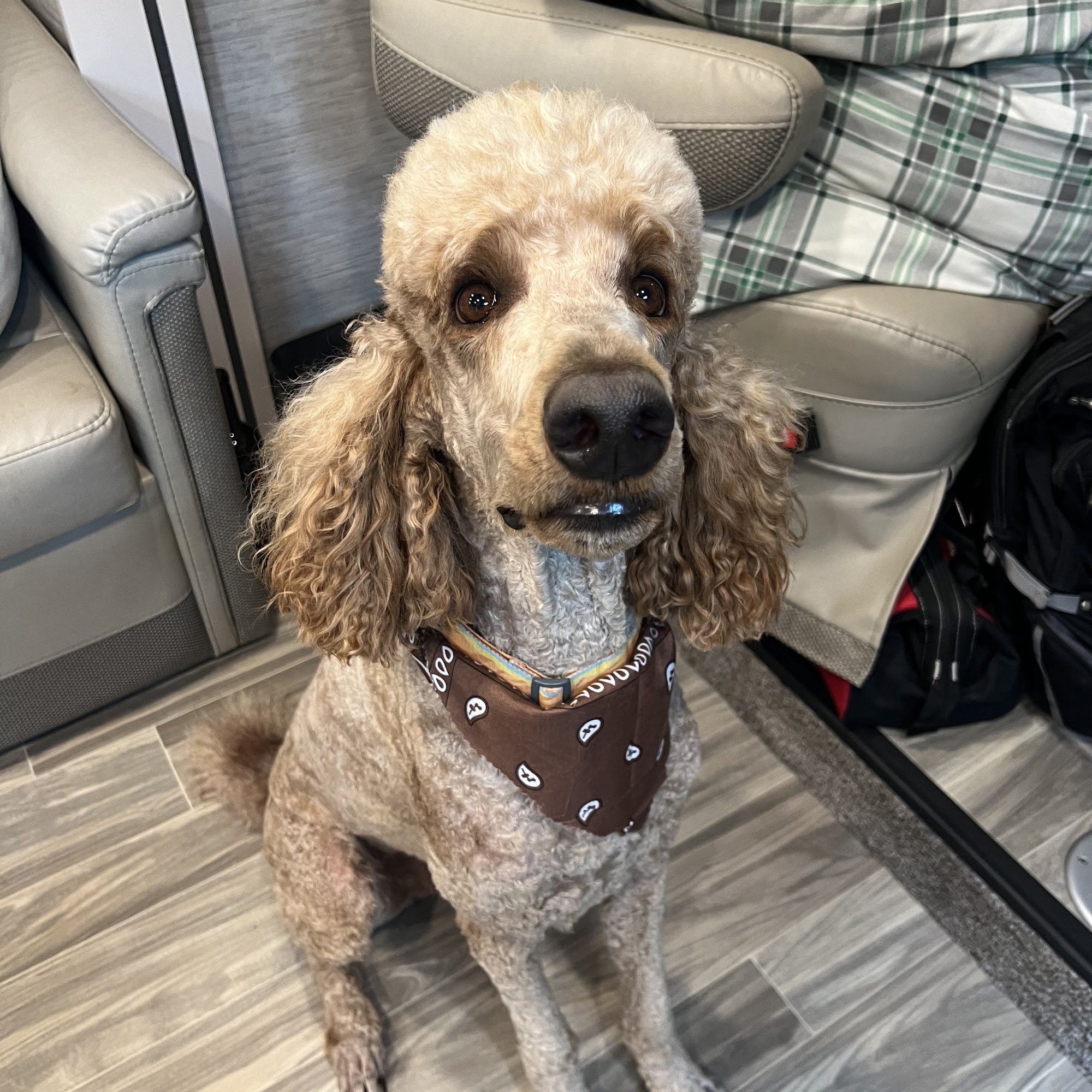 U Lucky Dog 6367 AL-73, Bryant Alabama 35958