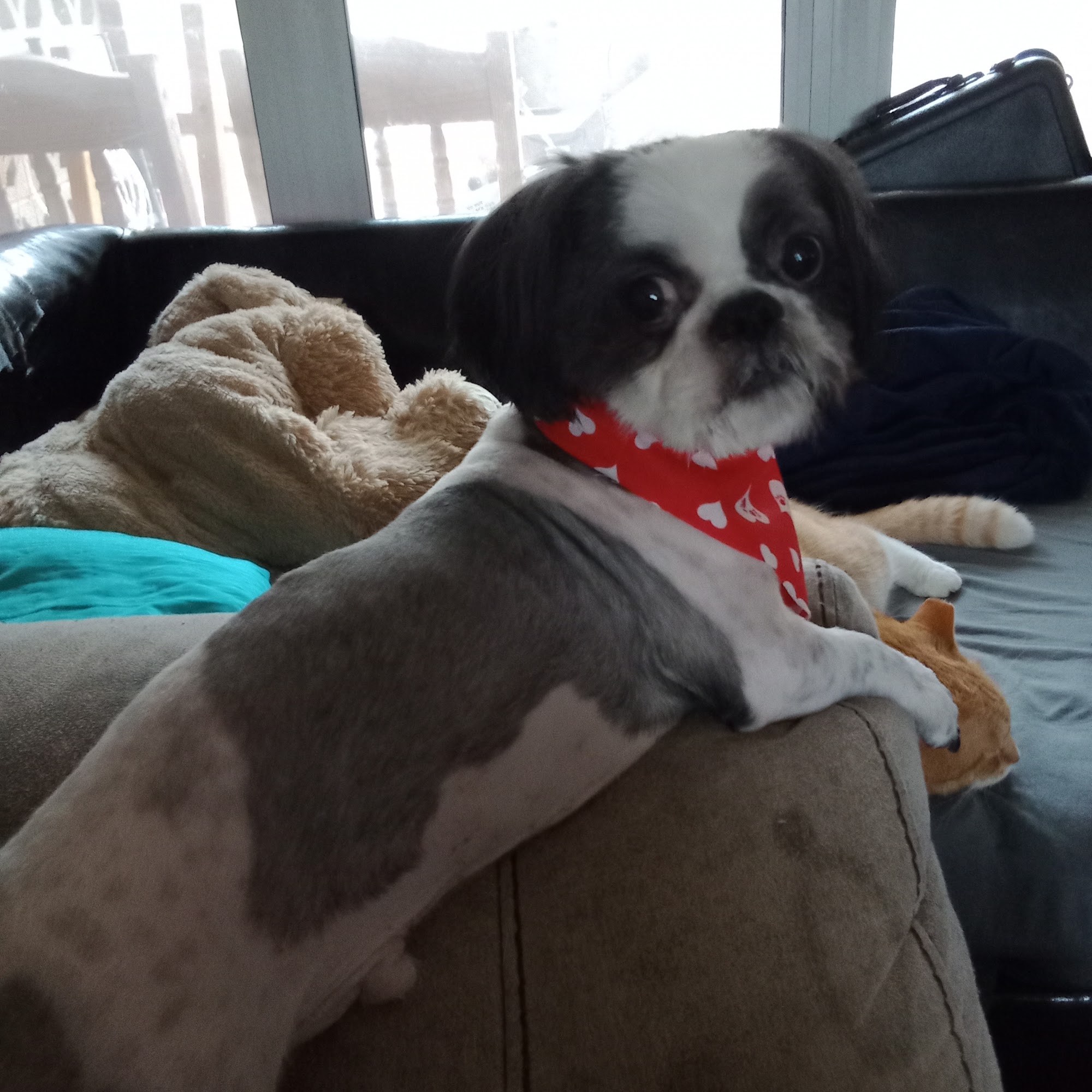 Dawg Pawz 2072 Nauvoo Rd, Carbon Hill Alabama 35549