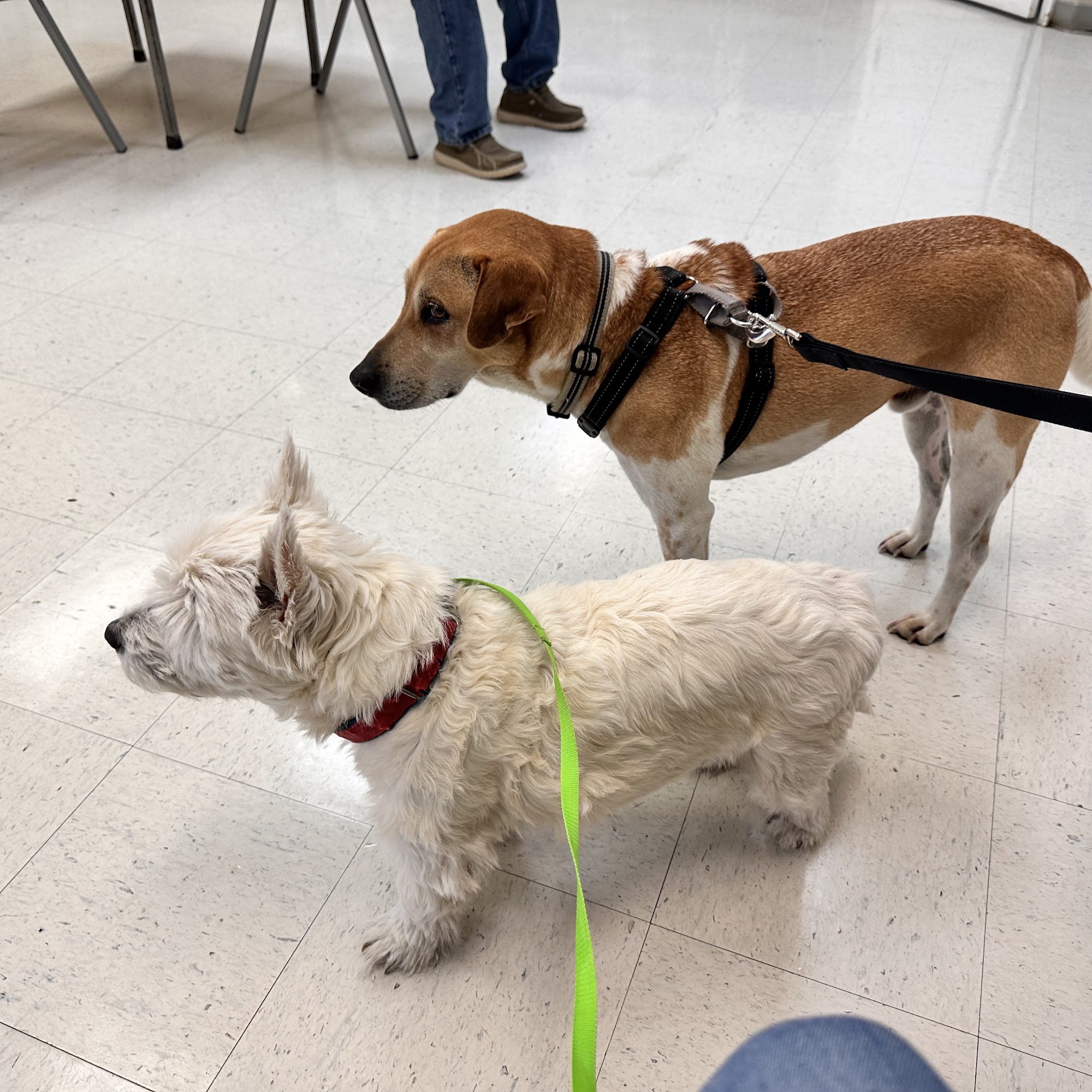 Nichols Animal Hospital Centre