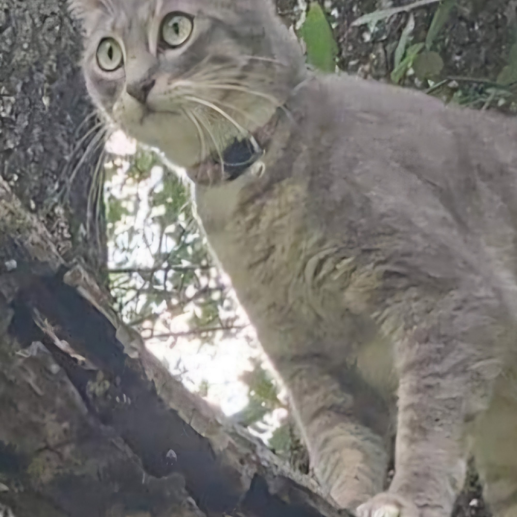 Citronelle Veterinary Clinic Citronelle