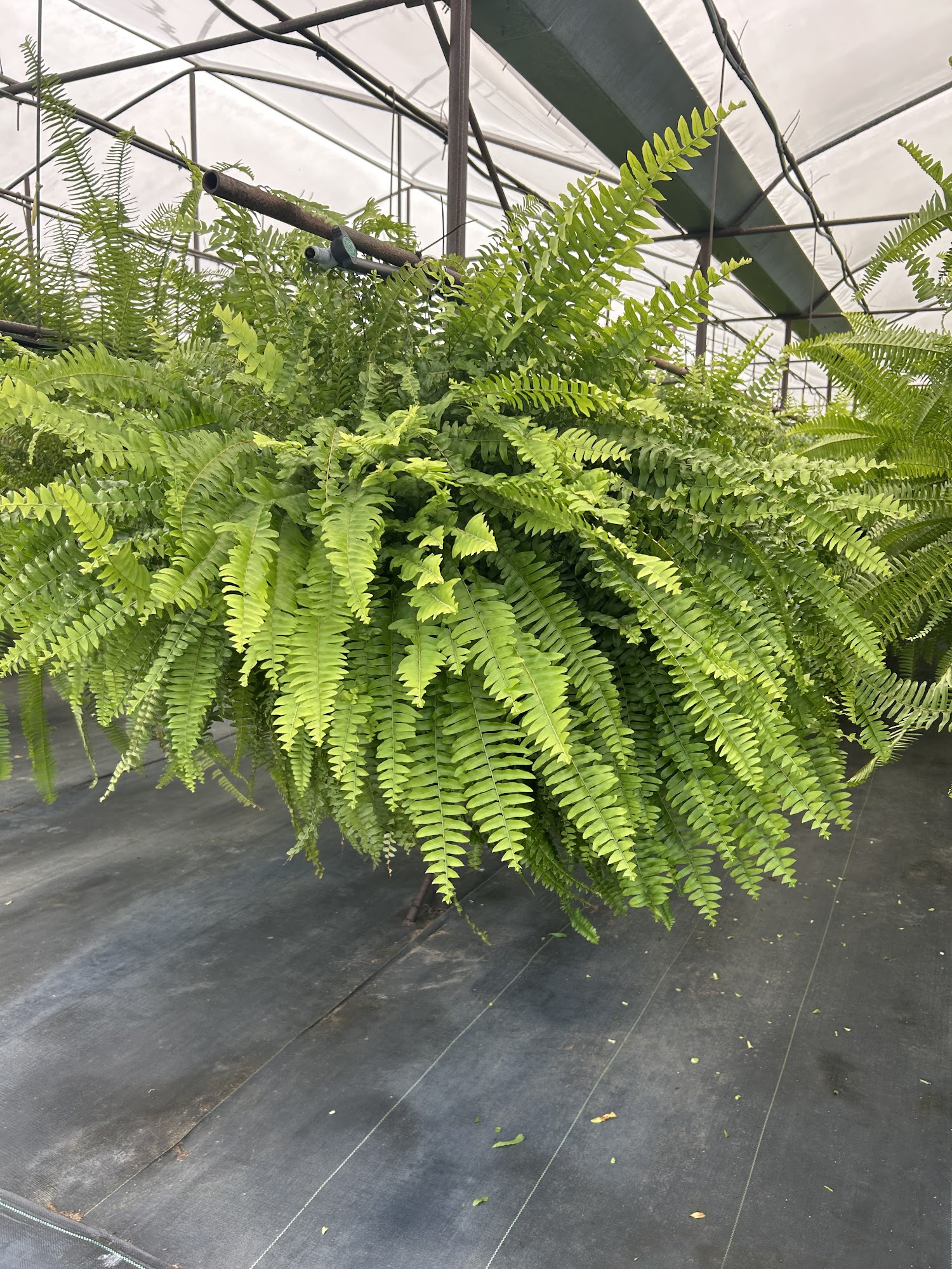 Legacy Farms and Nursery Citronelle