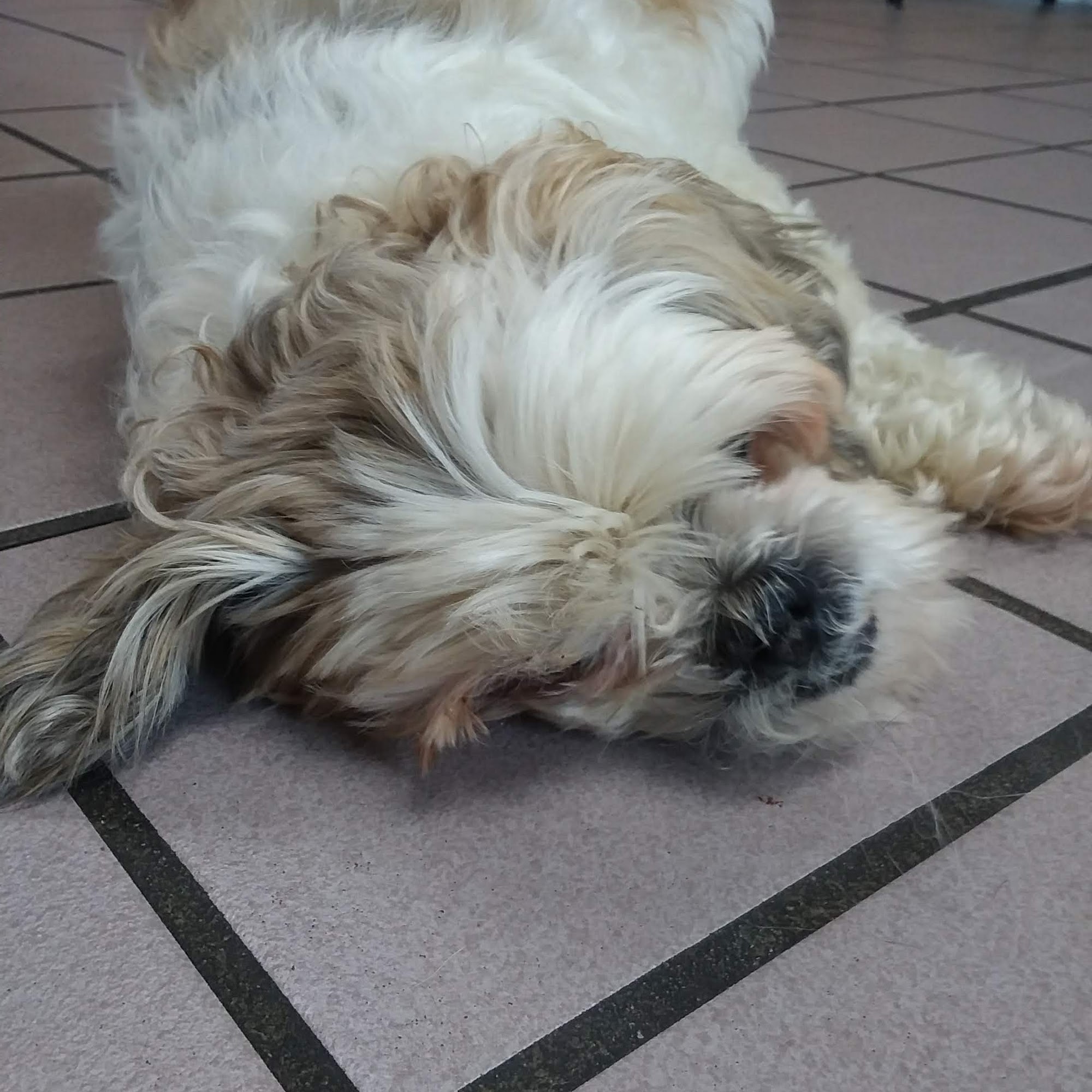 Cox Veterinary Hospital PC Clanton