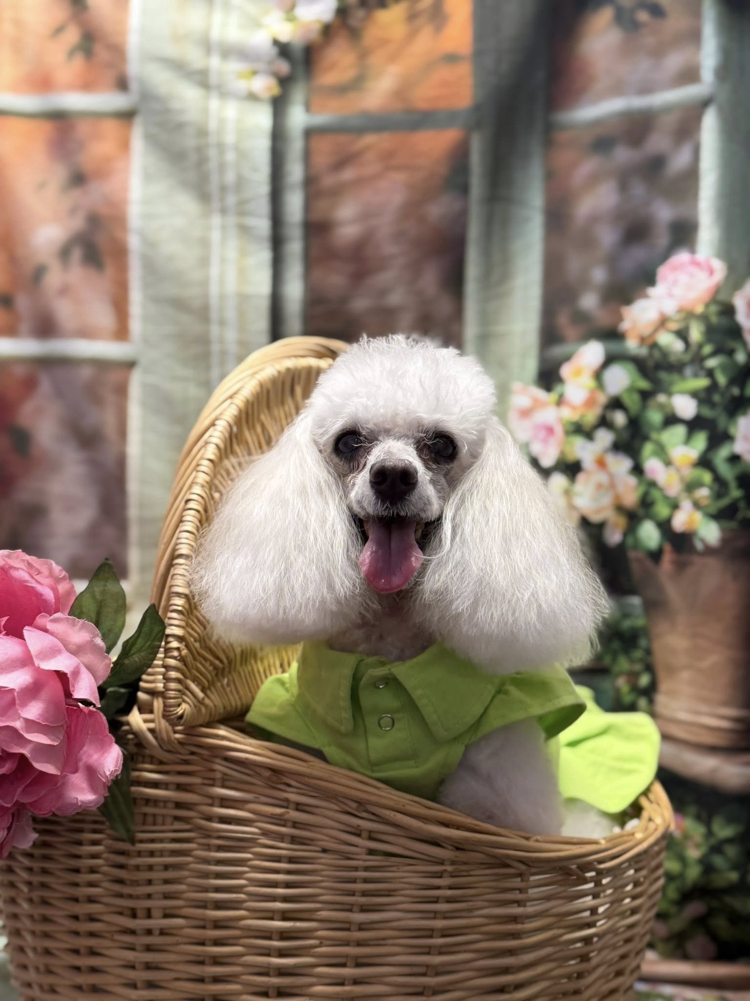 The Super Groomer Clanton