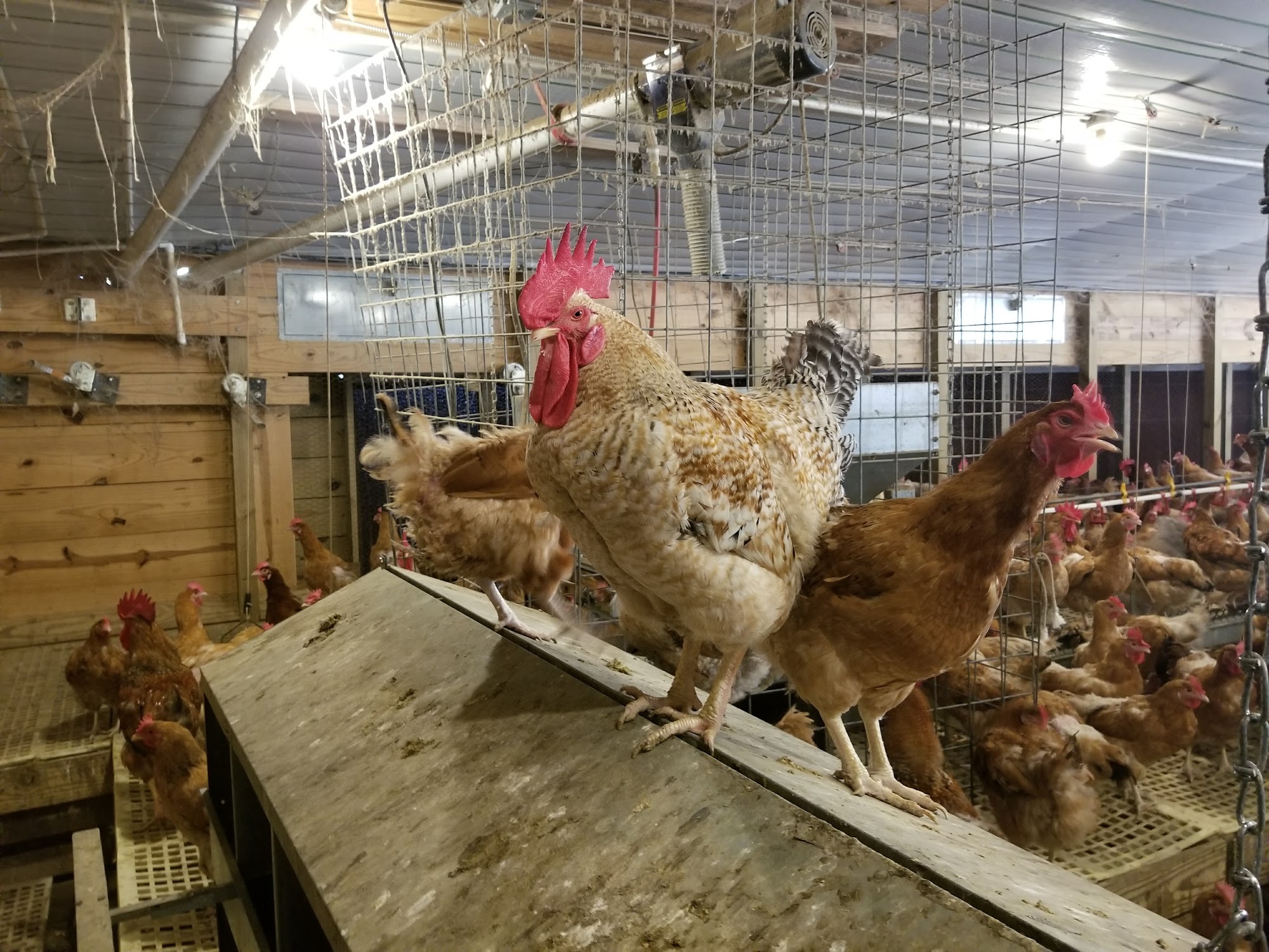 S & G Poultry CWP Farms Clanton