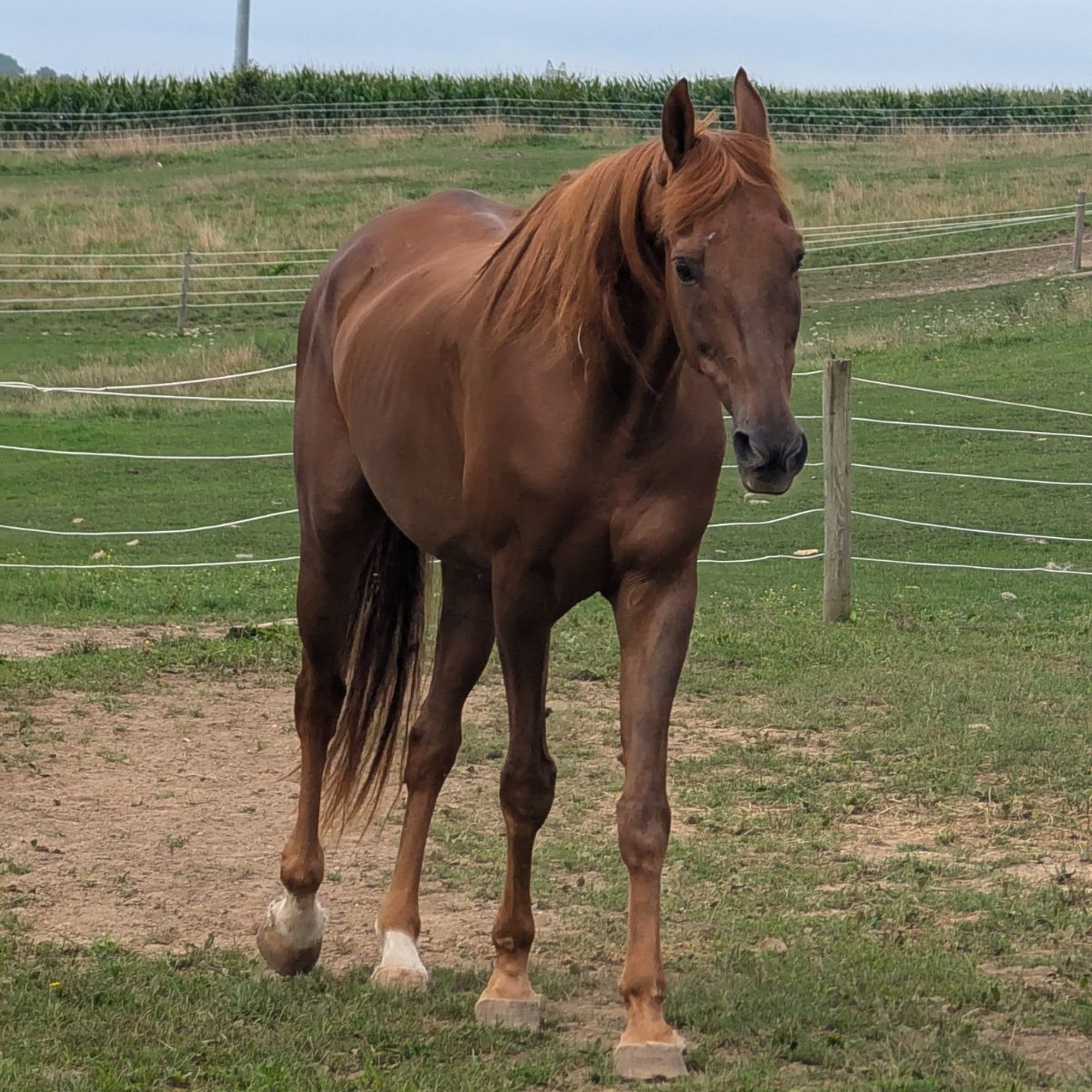 Southern Equine Services PC Columbiana