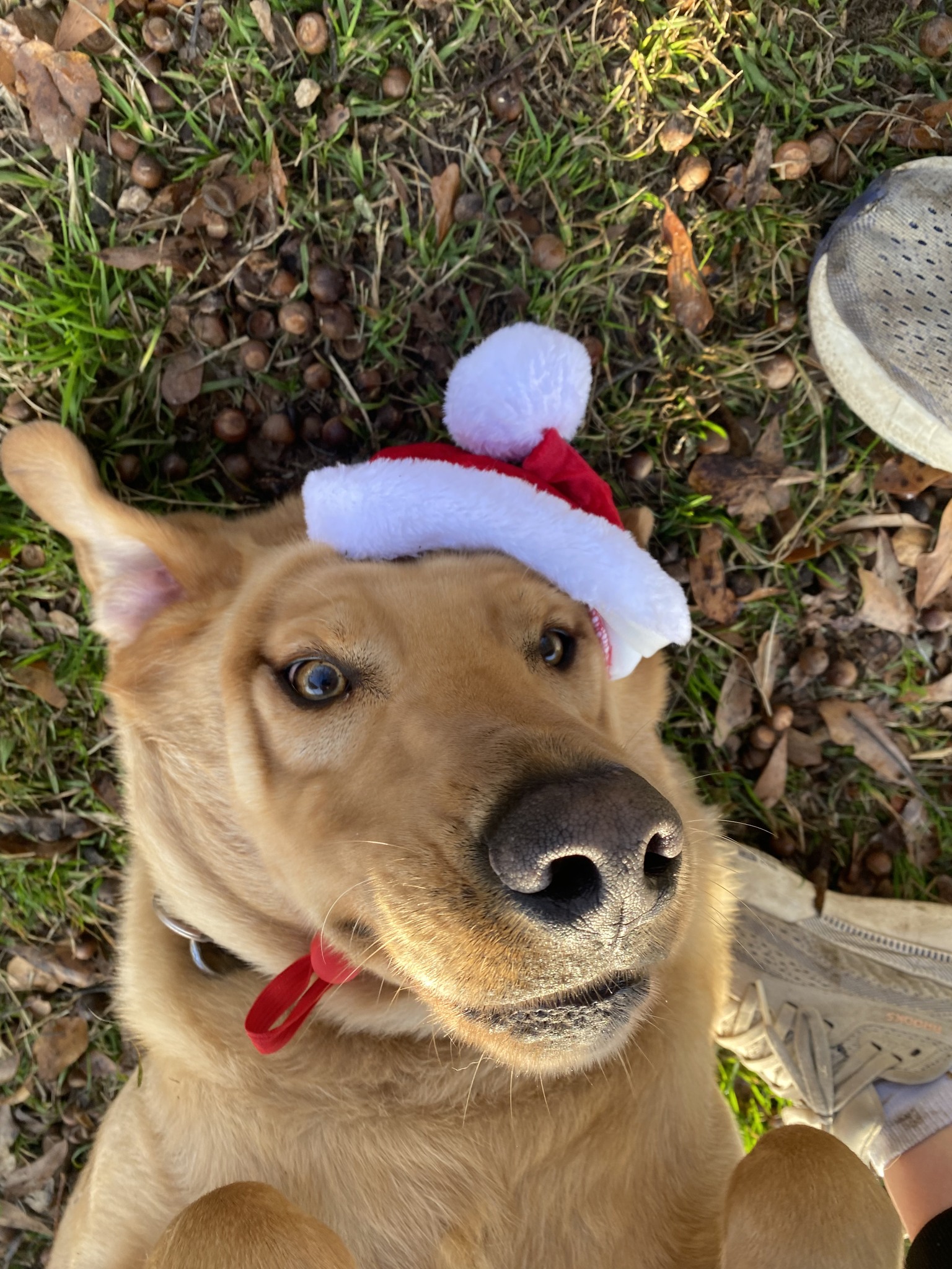 Canine Country Club Columbiana