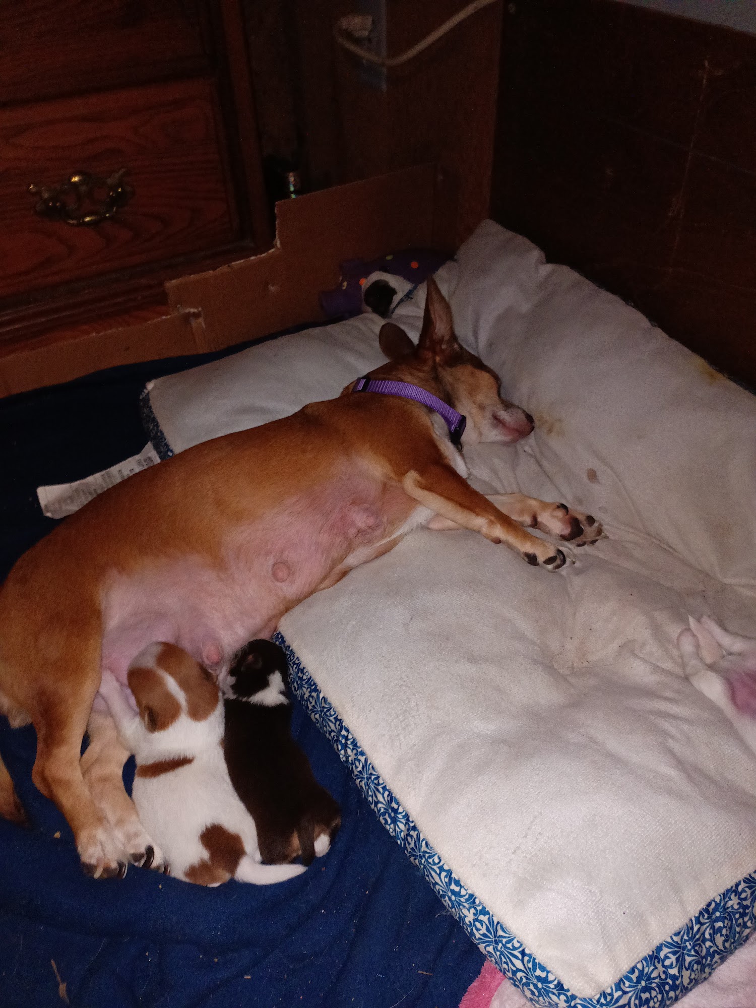 Tony Crider DVM - Catoma Animal Clinic Cullman