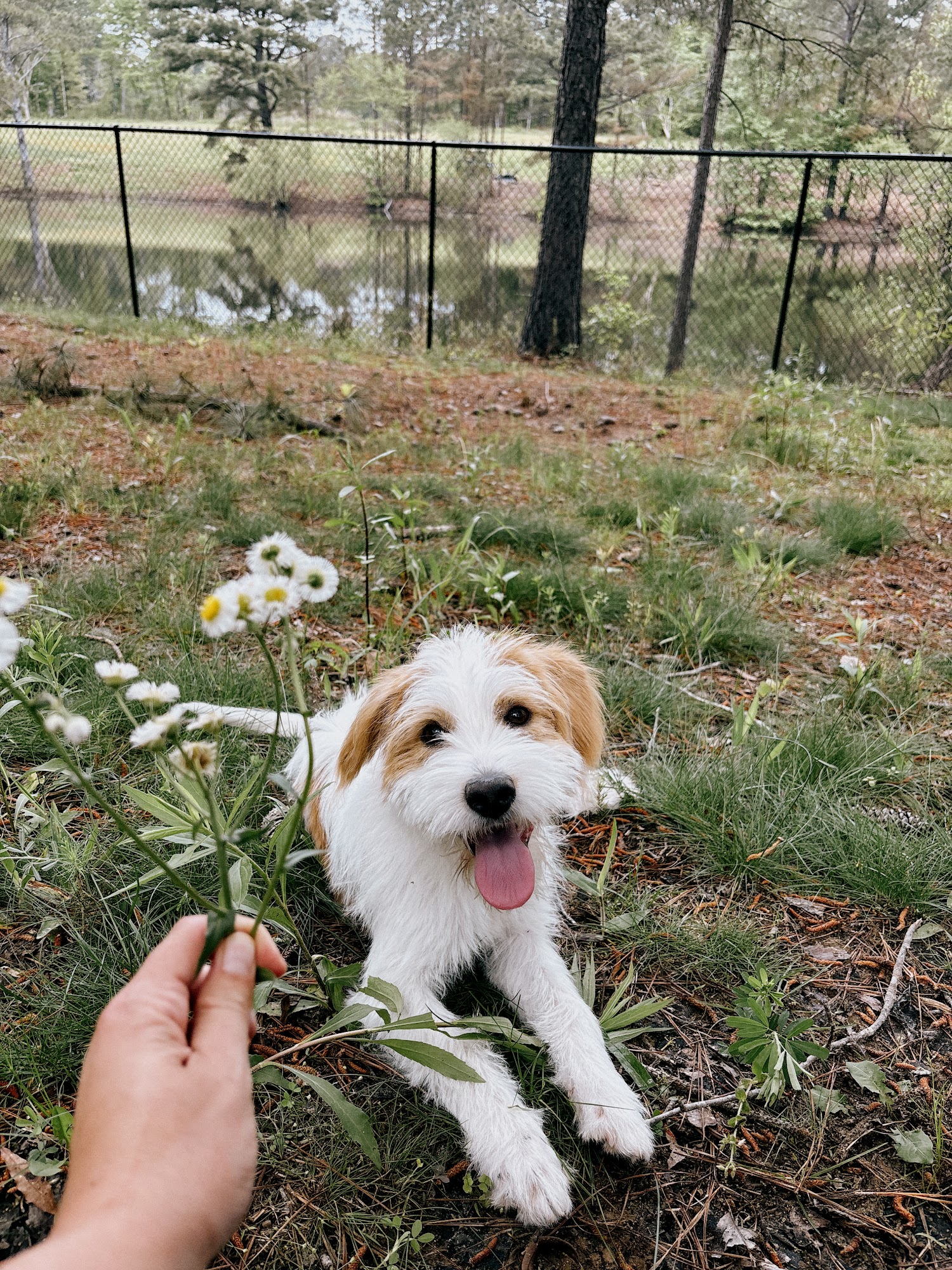 Happy Tails Groom & Board Cullman
