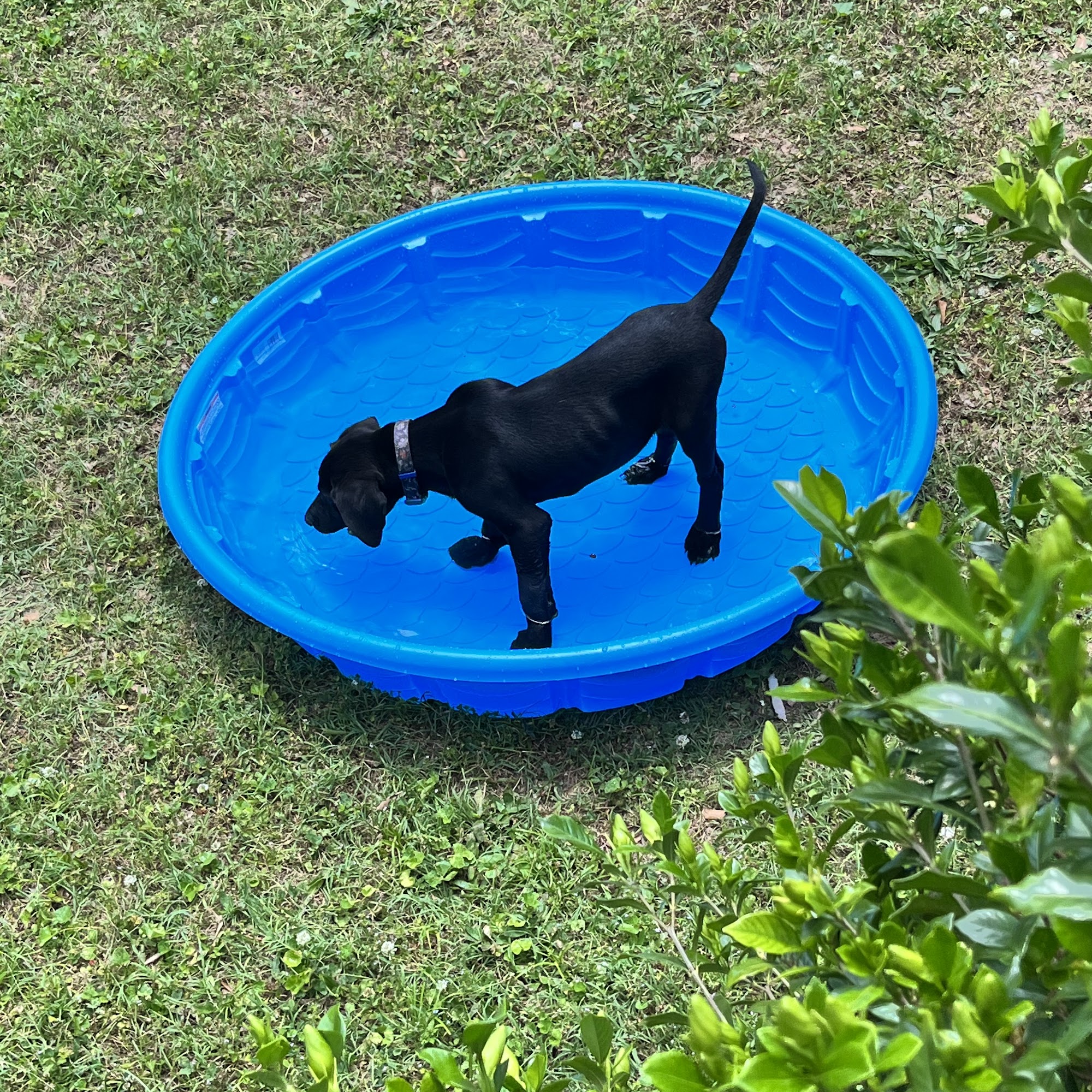 Cullman County Animal Shelter / Animal Control Cullman