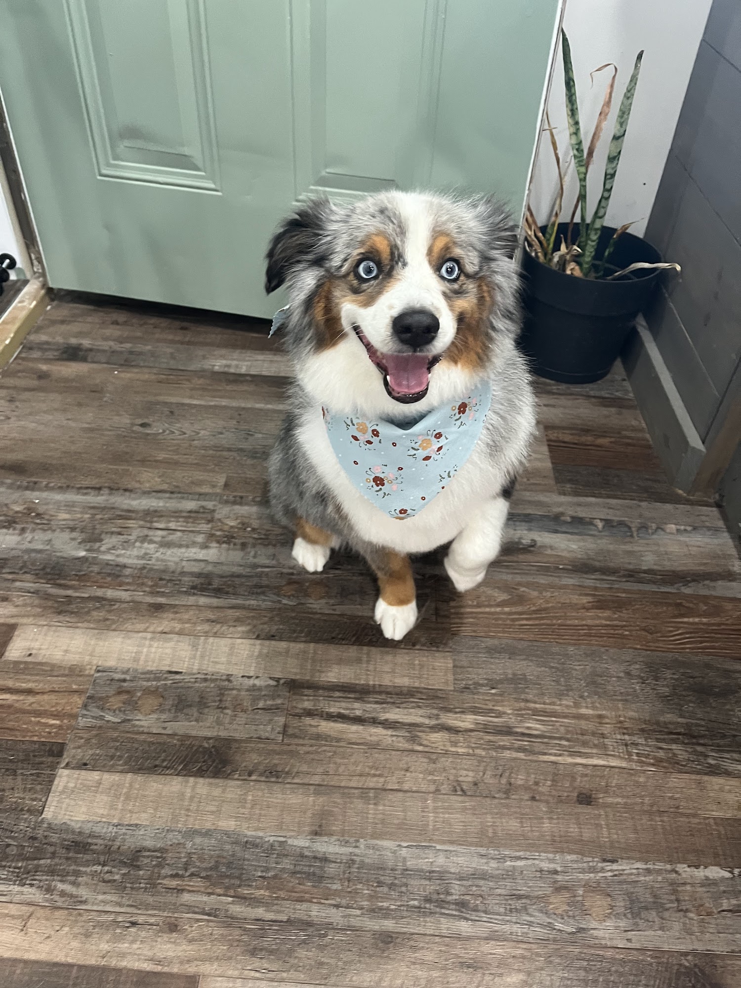 Suds 'n Scissors Pet Grooming and Board Cullman