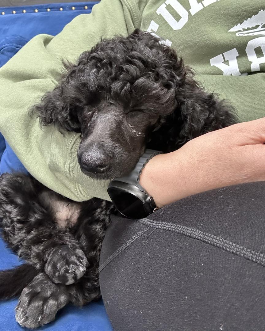 The Pooch Palace 1309 4th St SW, Cullman Alabama 35055