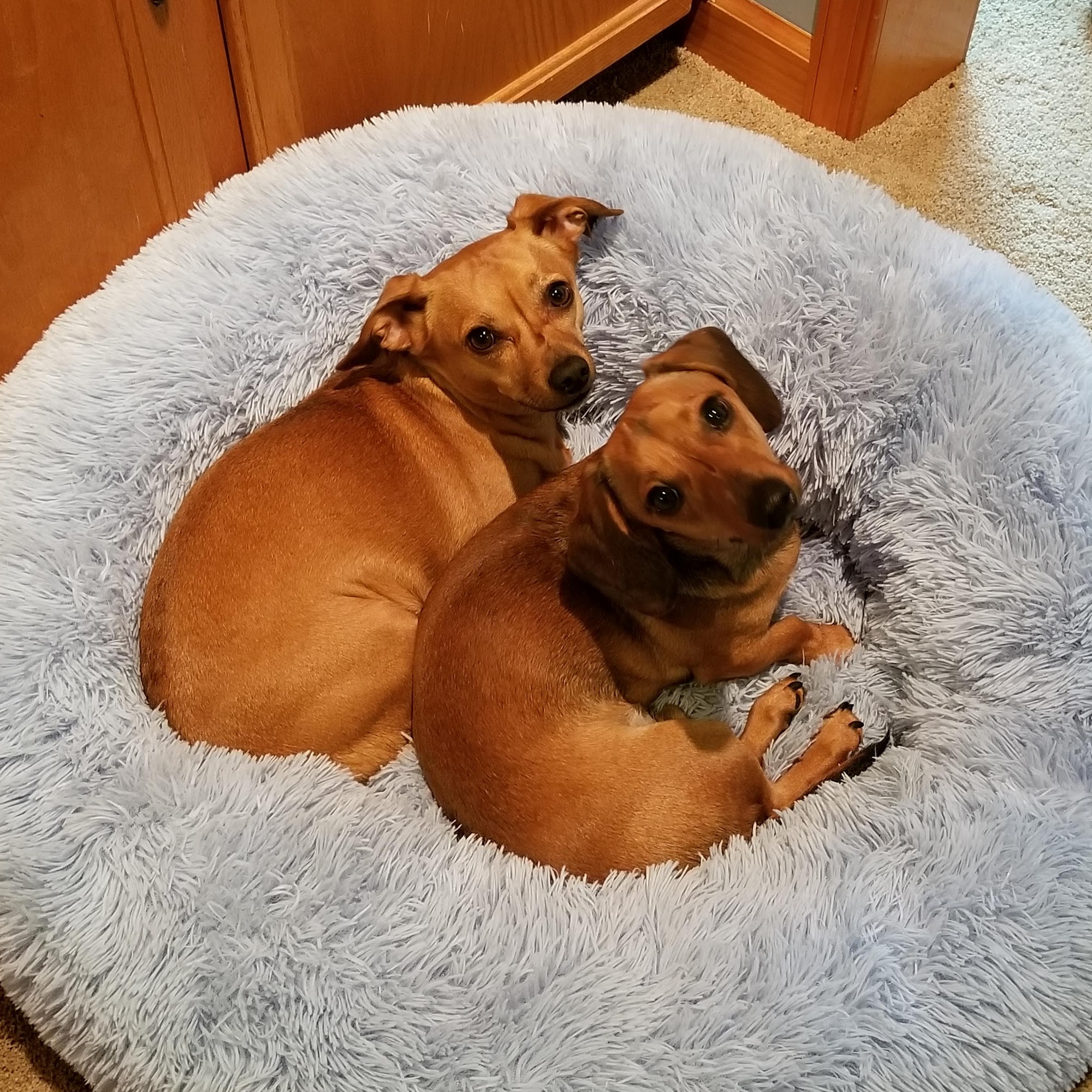 Dadeville Animal Clinic: Lisa Plaisance, DVM Dadeville