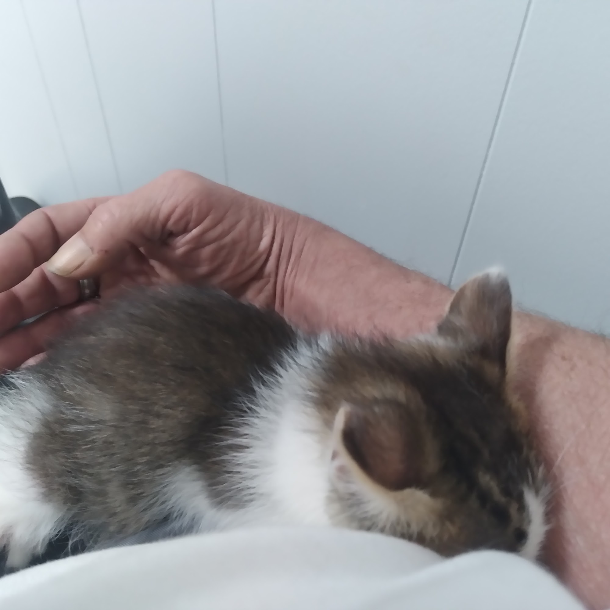 Daleville Animal Hospital Daleville