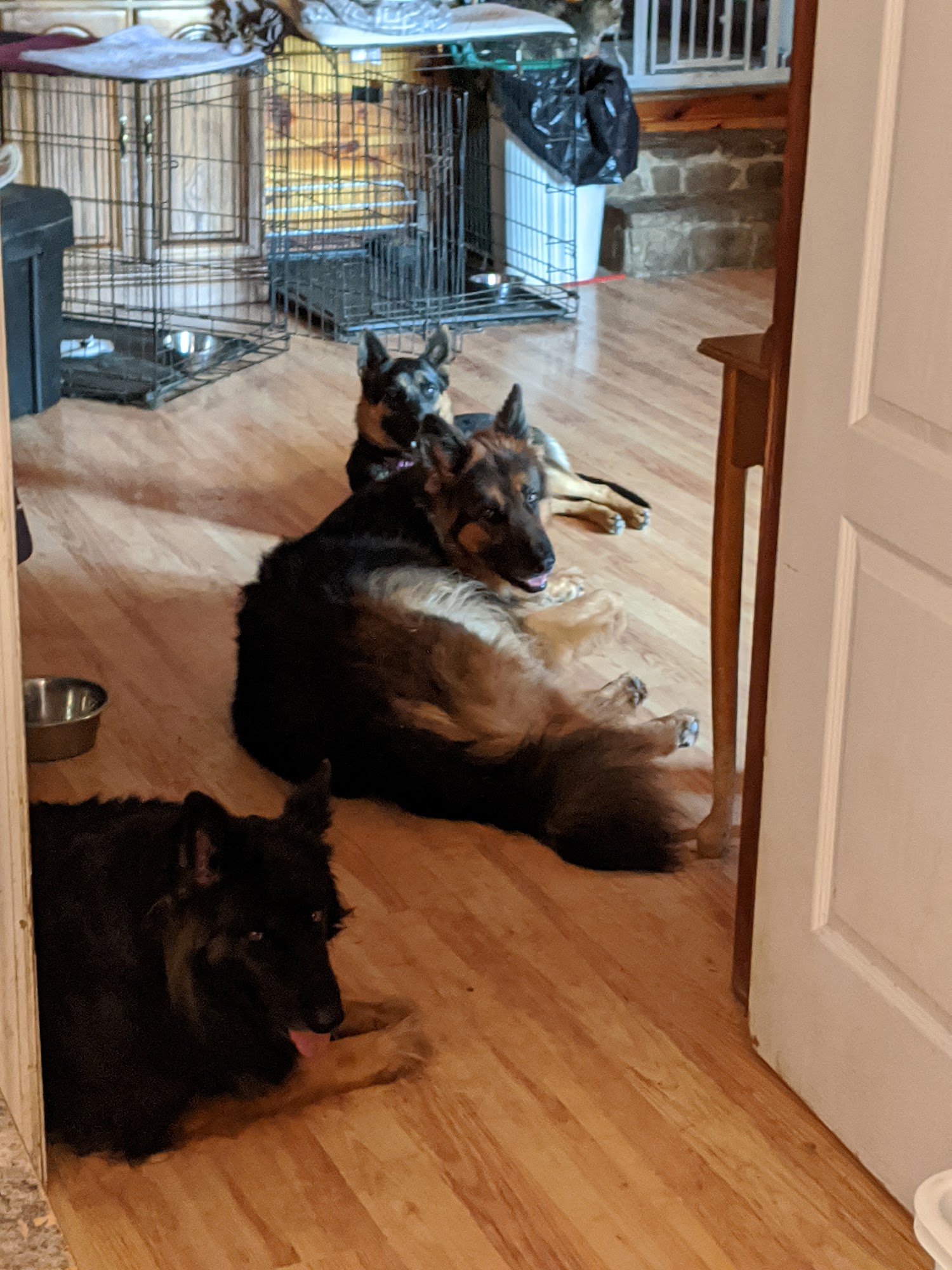 Penney Michael DVM Danville