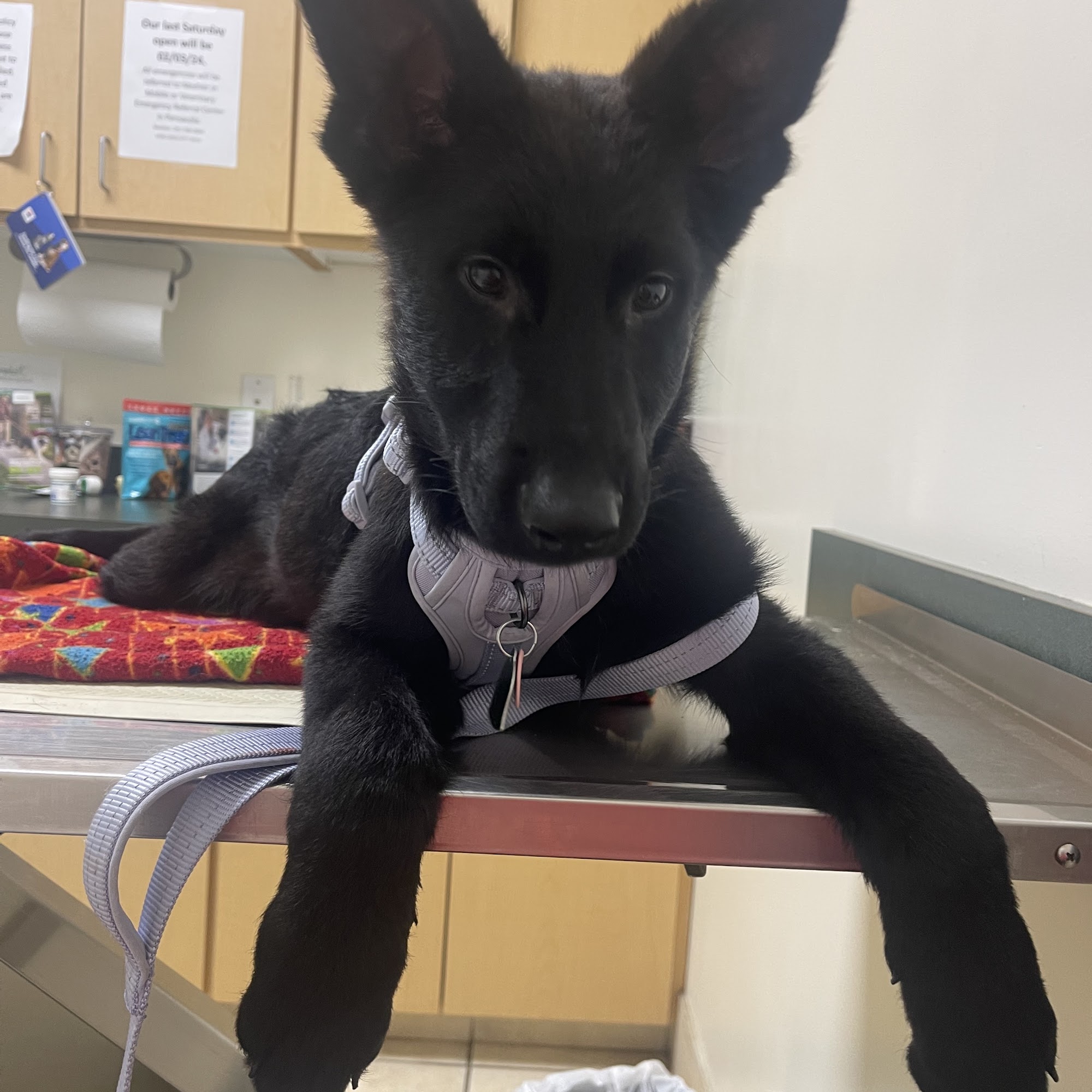 Lake Forest Animal Clinic Daphne