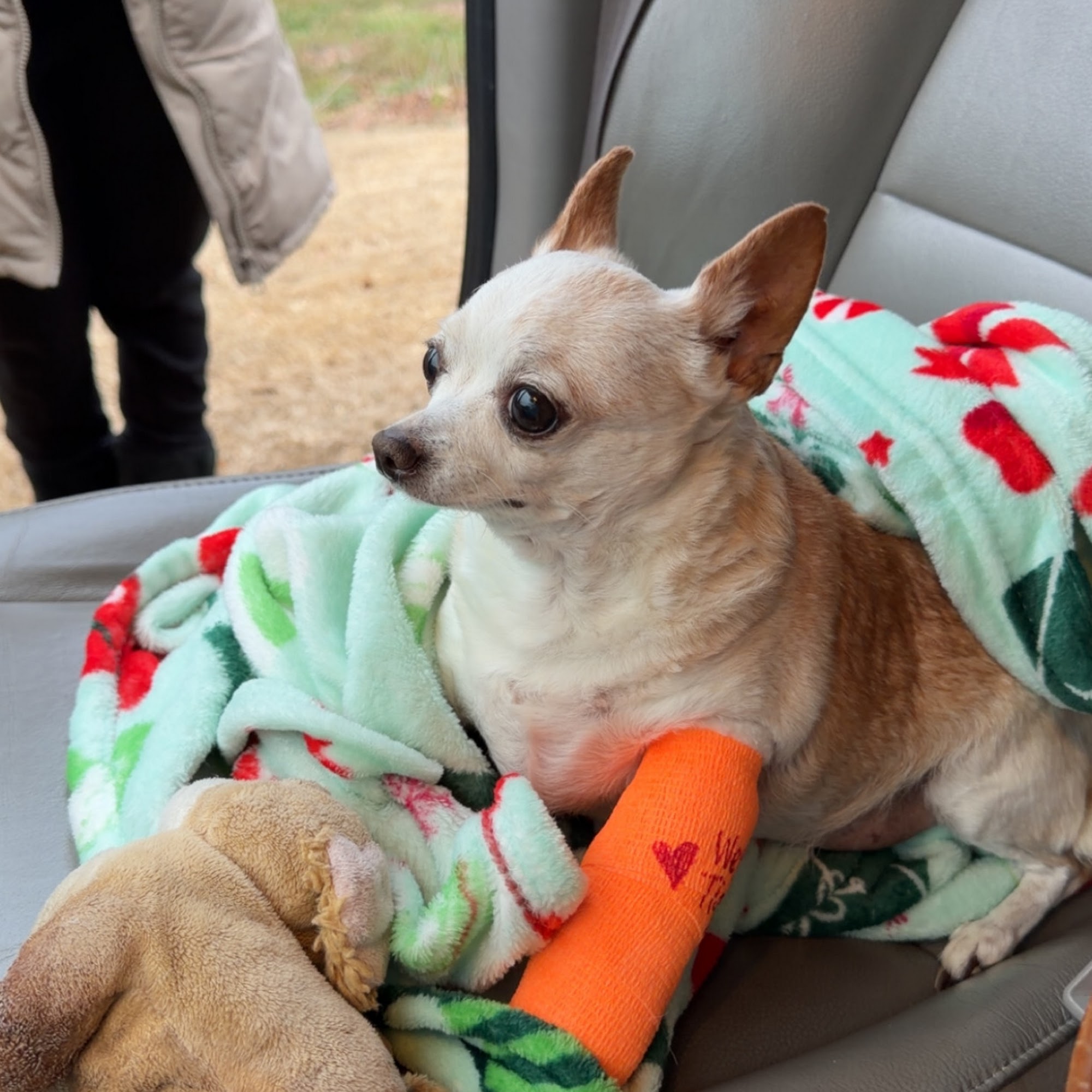 Daphne Animal Hospital Daphne