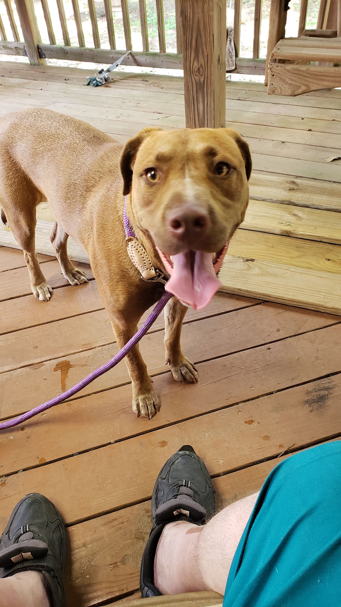 Daphne Animal Hospital Daphne