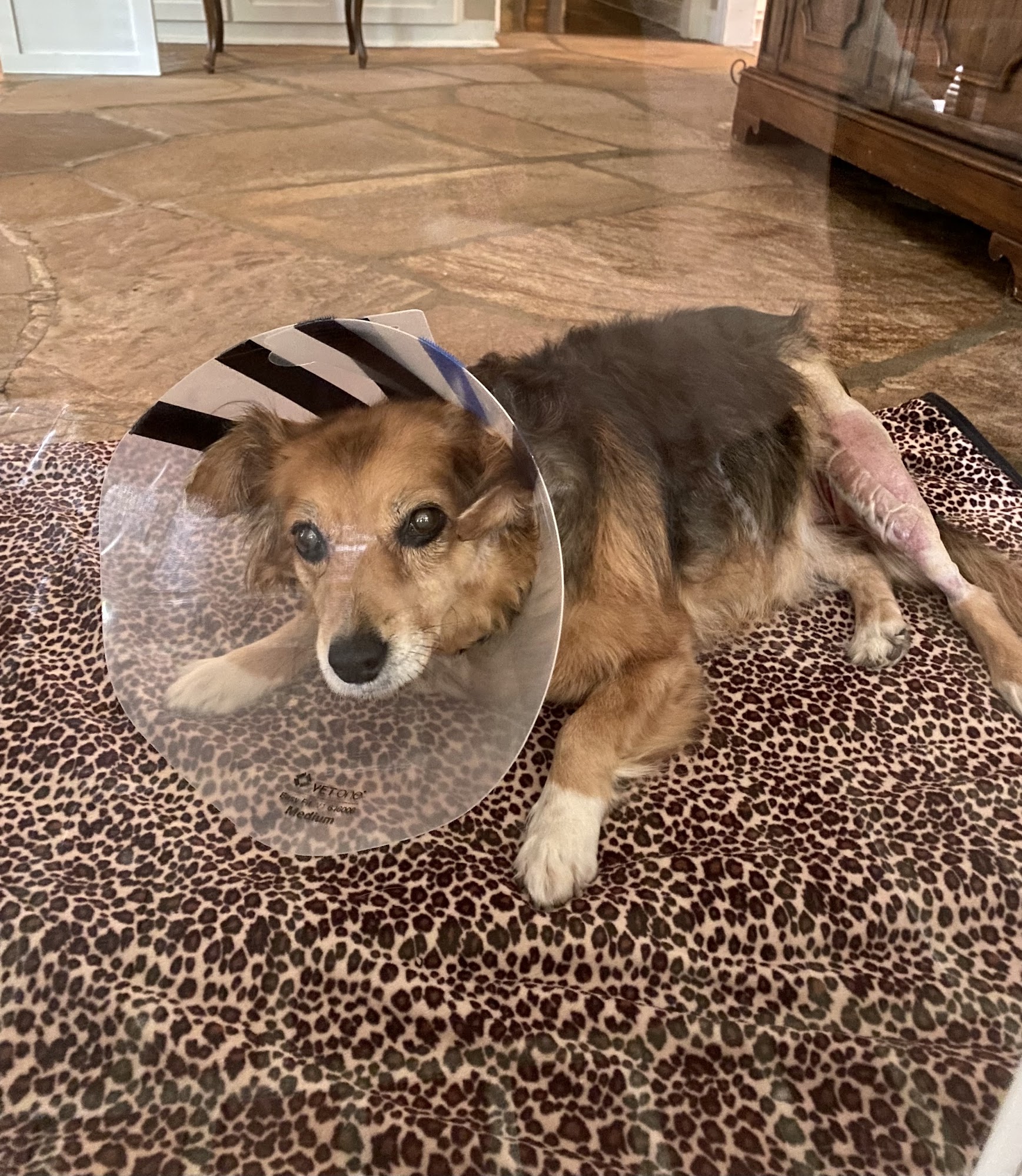 Veterinary Regional Referral Hospital Decatur