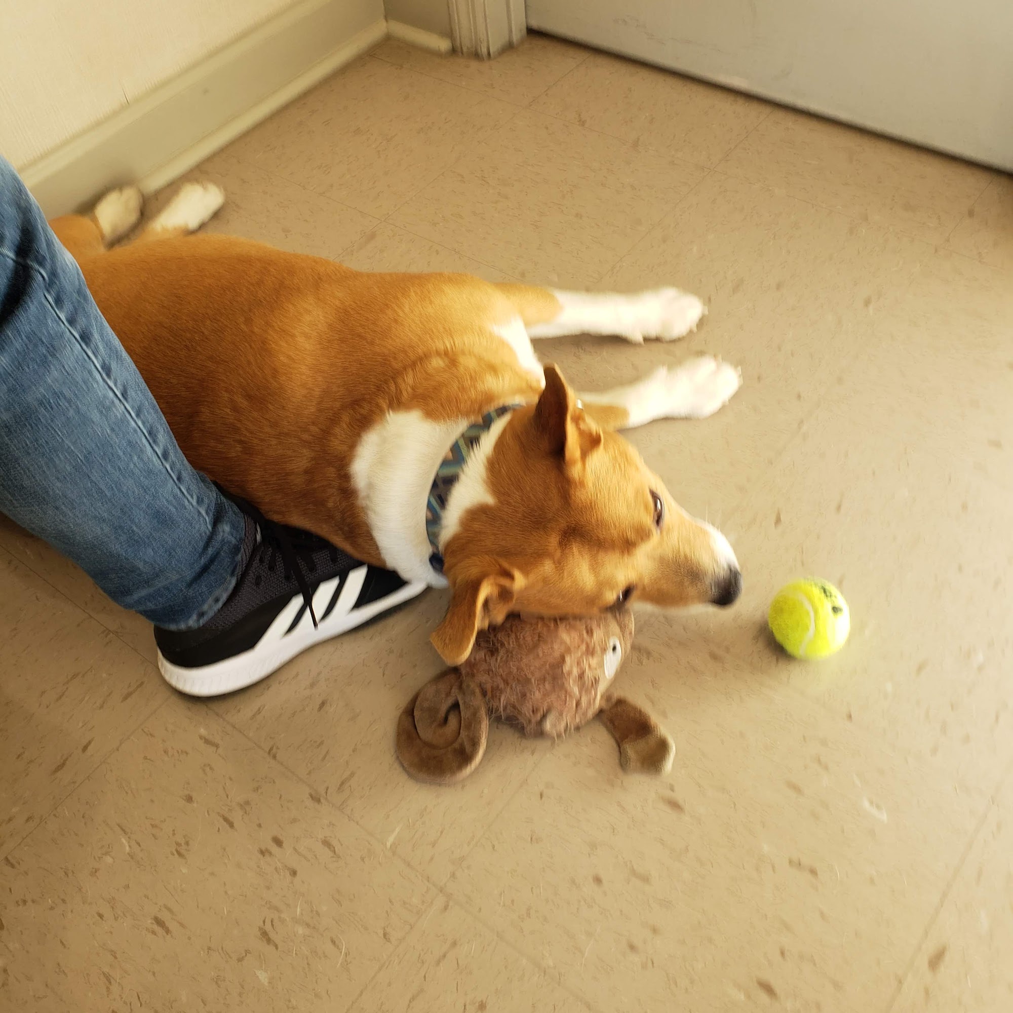 Beltline Animal Clinic Decatur